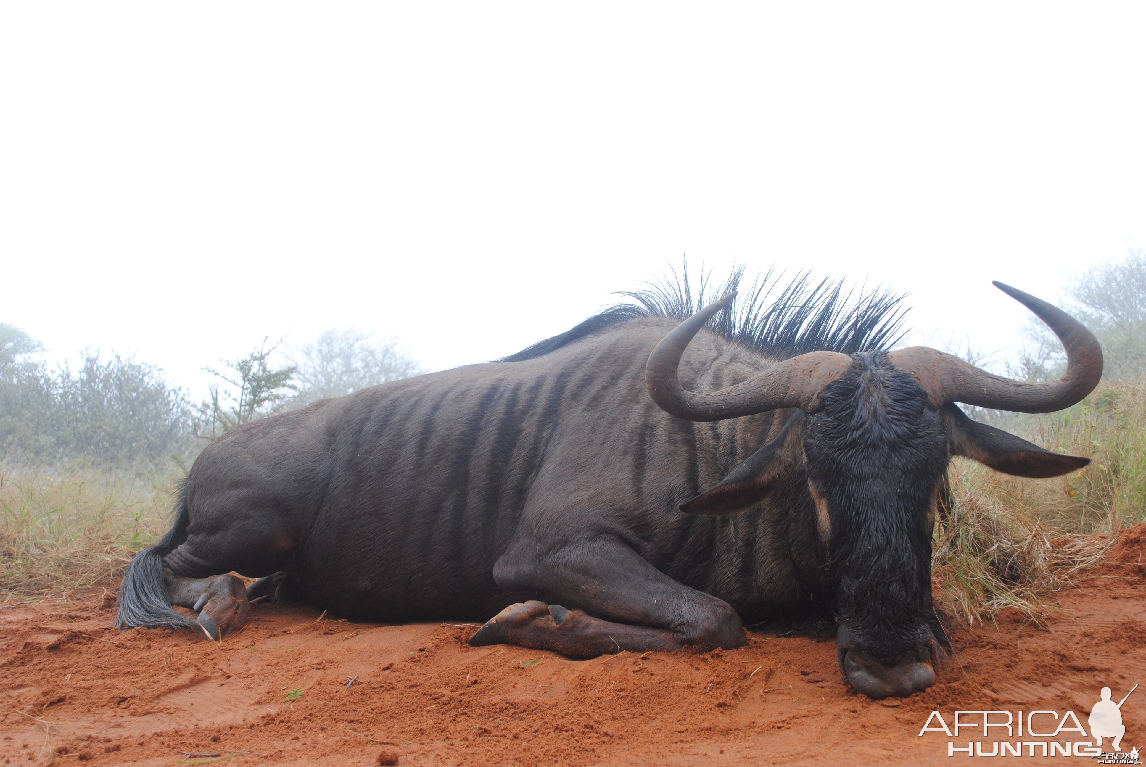 Blue Wildebeest in the mist