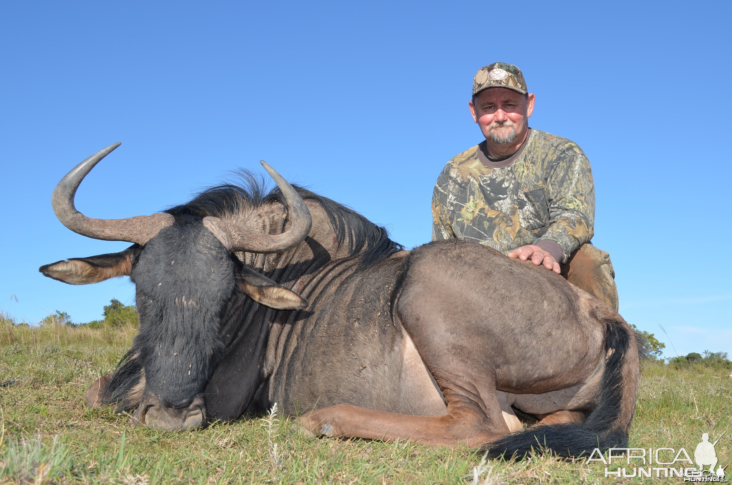 Blue Wildebeest KMG Hunting Safaris