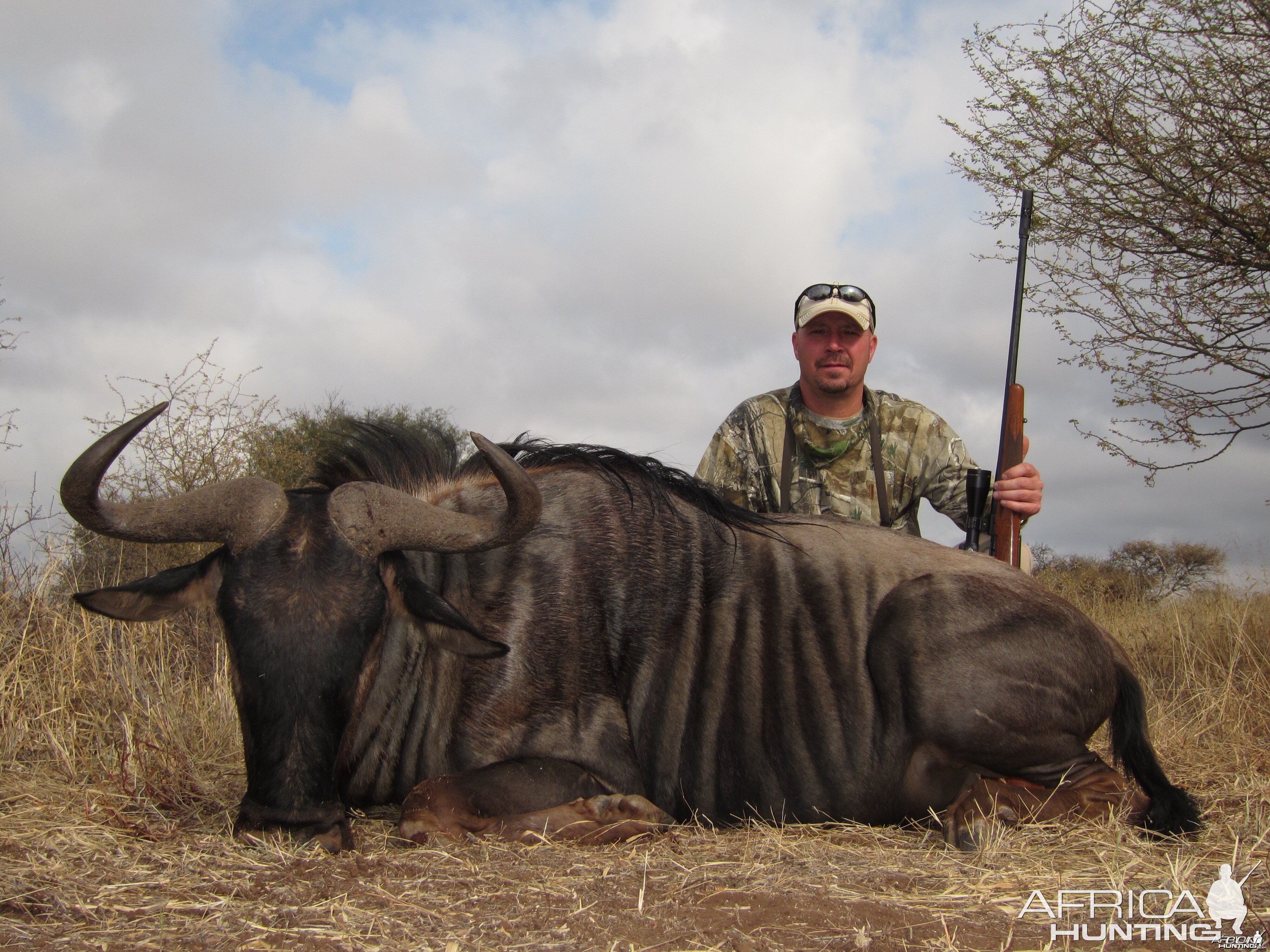 Blue Wildebeest Limpopo 2015