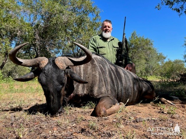 Blue Wildebeest, Limpopo SA