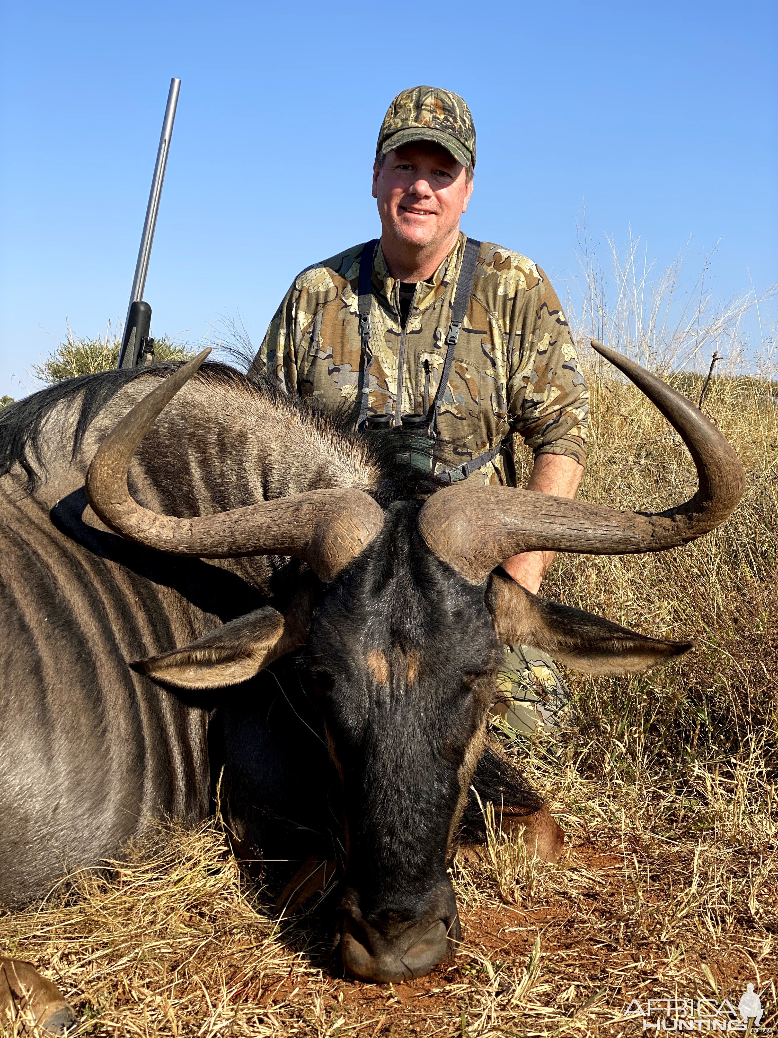 Blue Wildebeest Limpopo South Africa