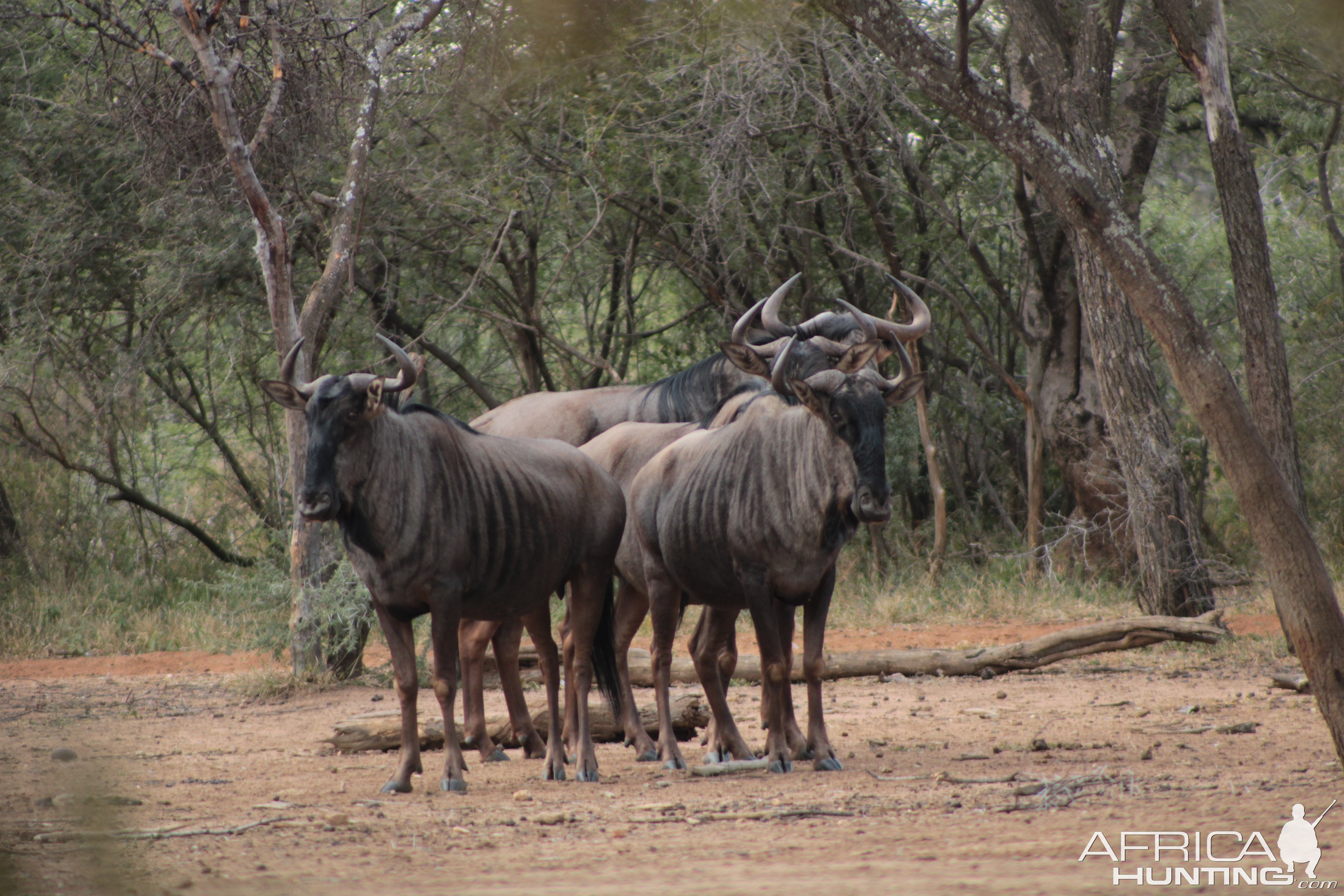 Blue Wildebeest Limpopo South Africa