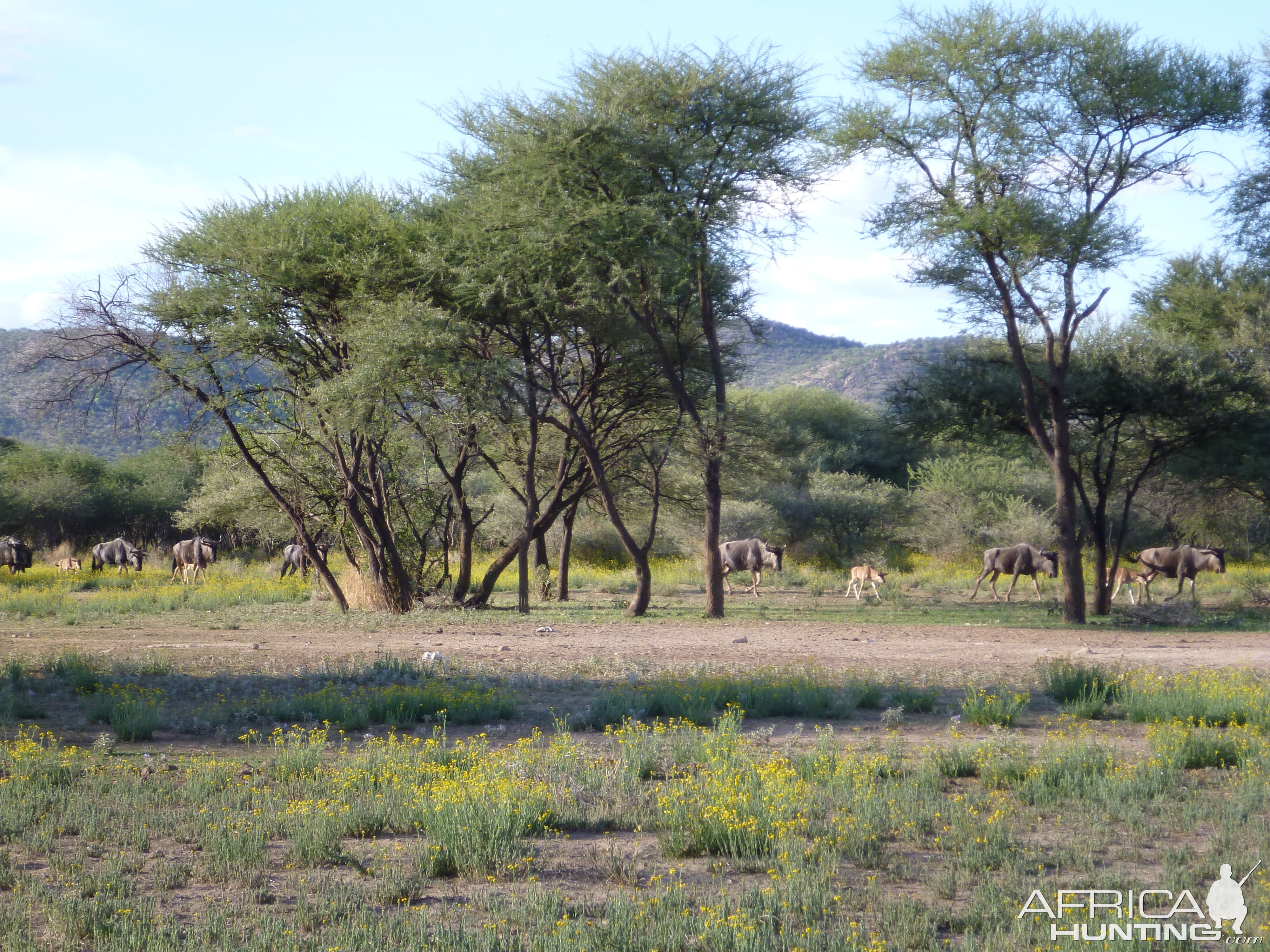 Blue Wildebeest Namibia