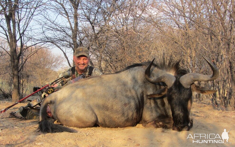 Blue wildebeest - Namibia