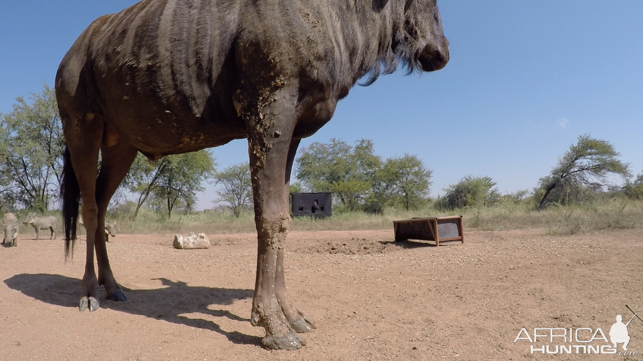 Blue Wildebeest Reverse GoPro angle bow shots