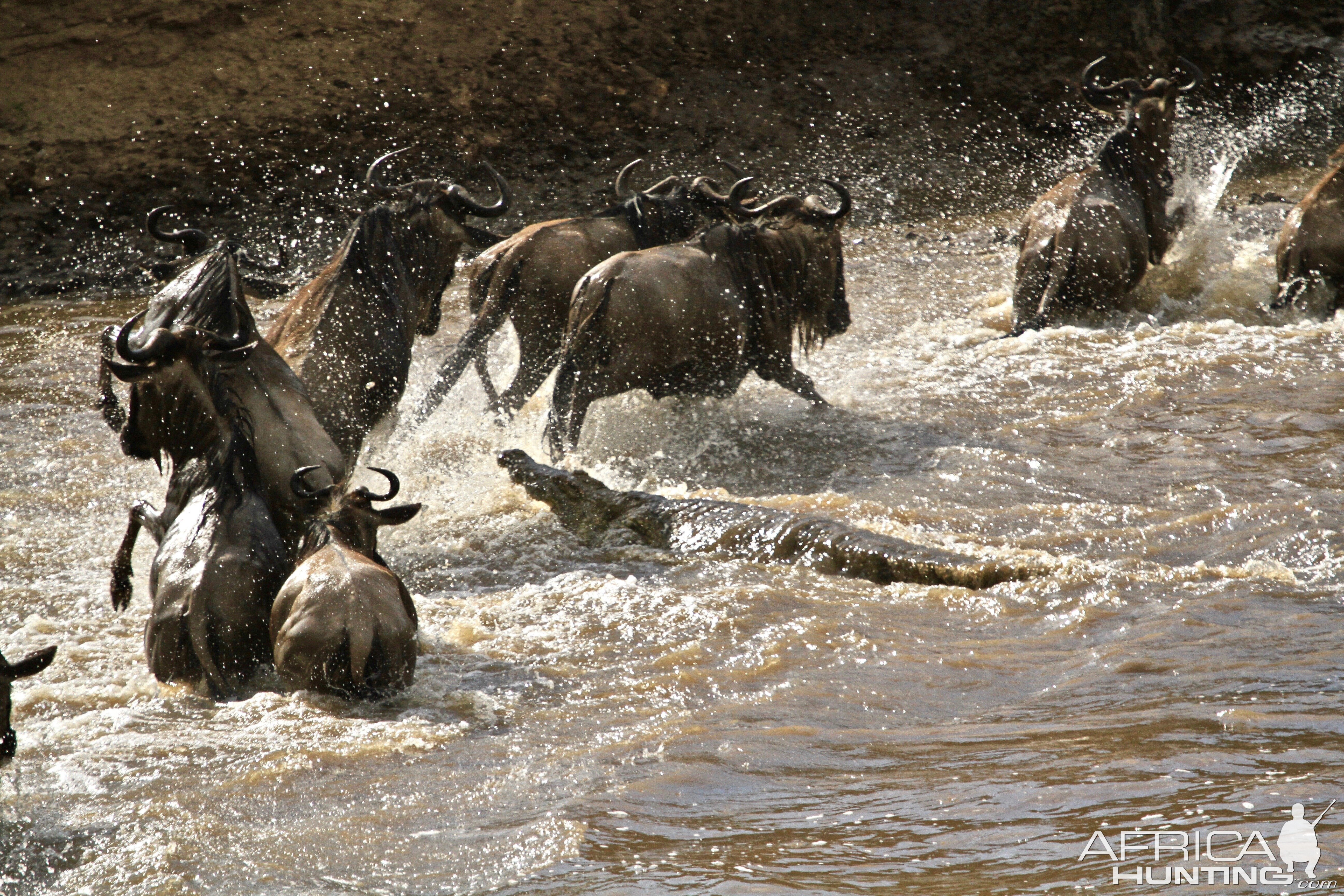 Blue Wildebeest River Crossing Tanzania