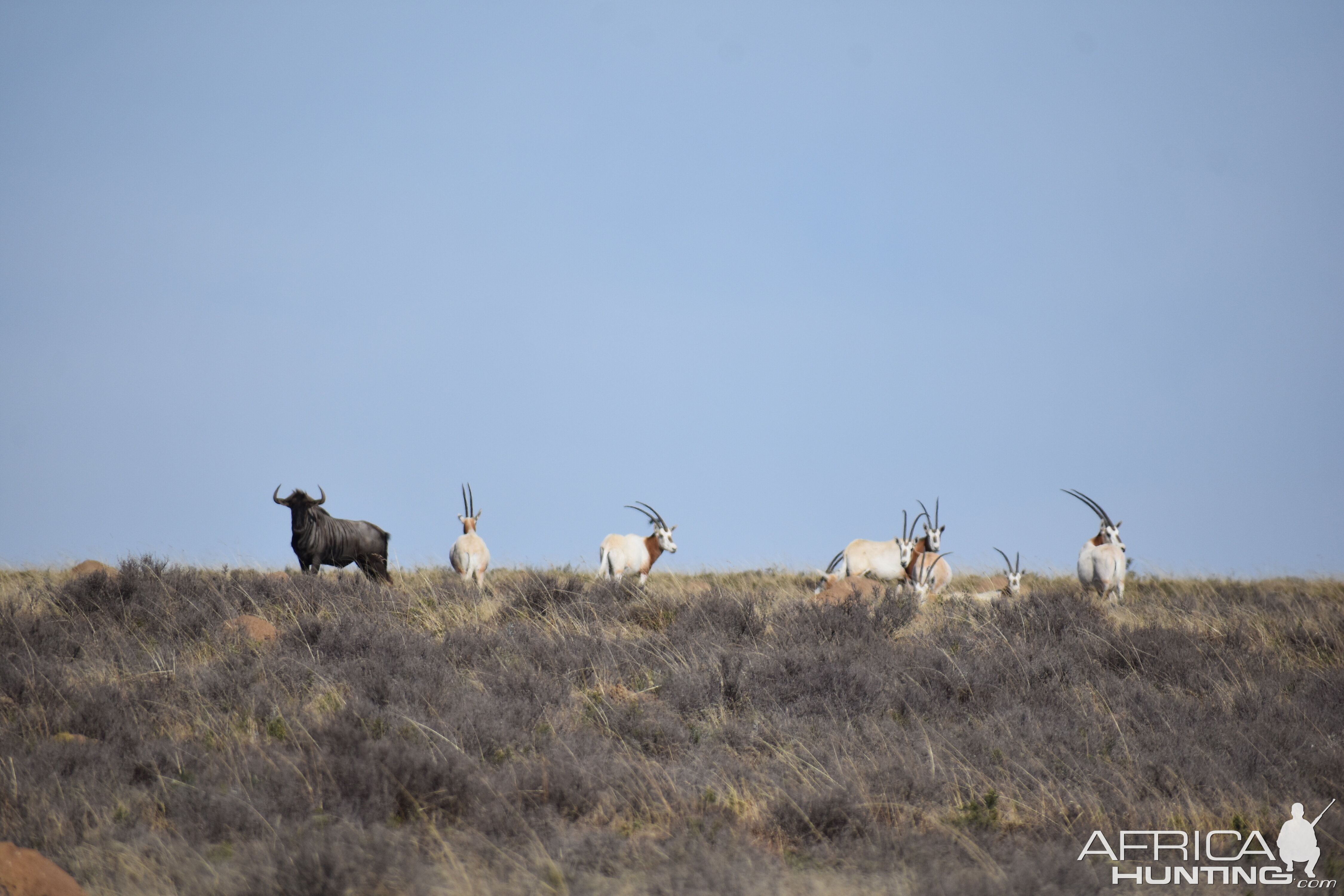 Blue Wildebeest & Scimitar Oryx South Africa