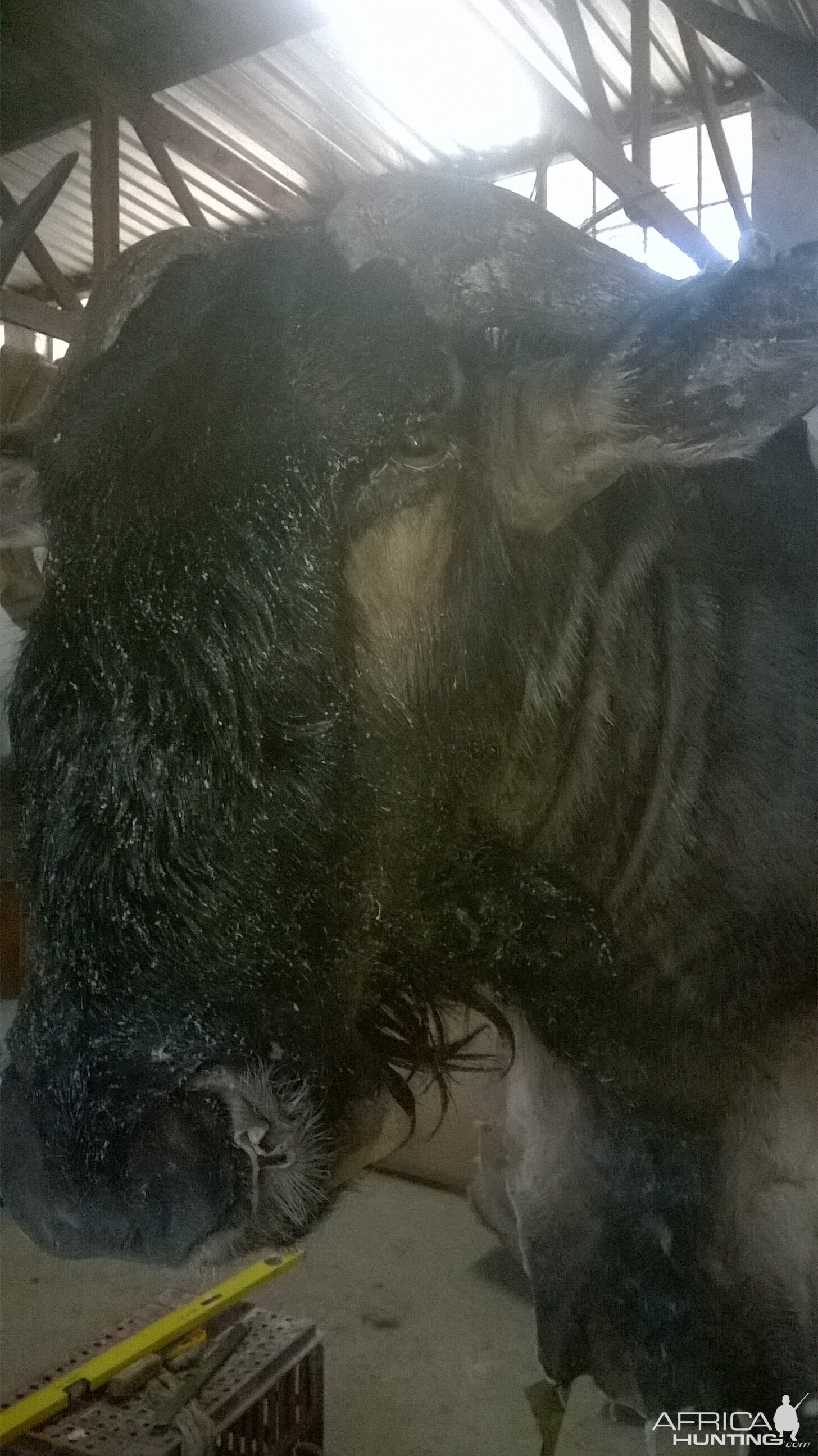 Blue Wildebeest Shoulder Mount Taxidermy Process