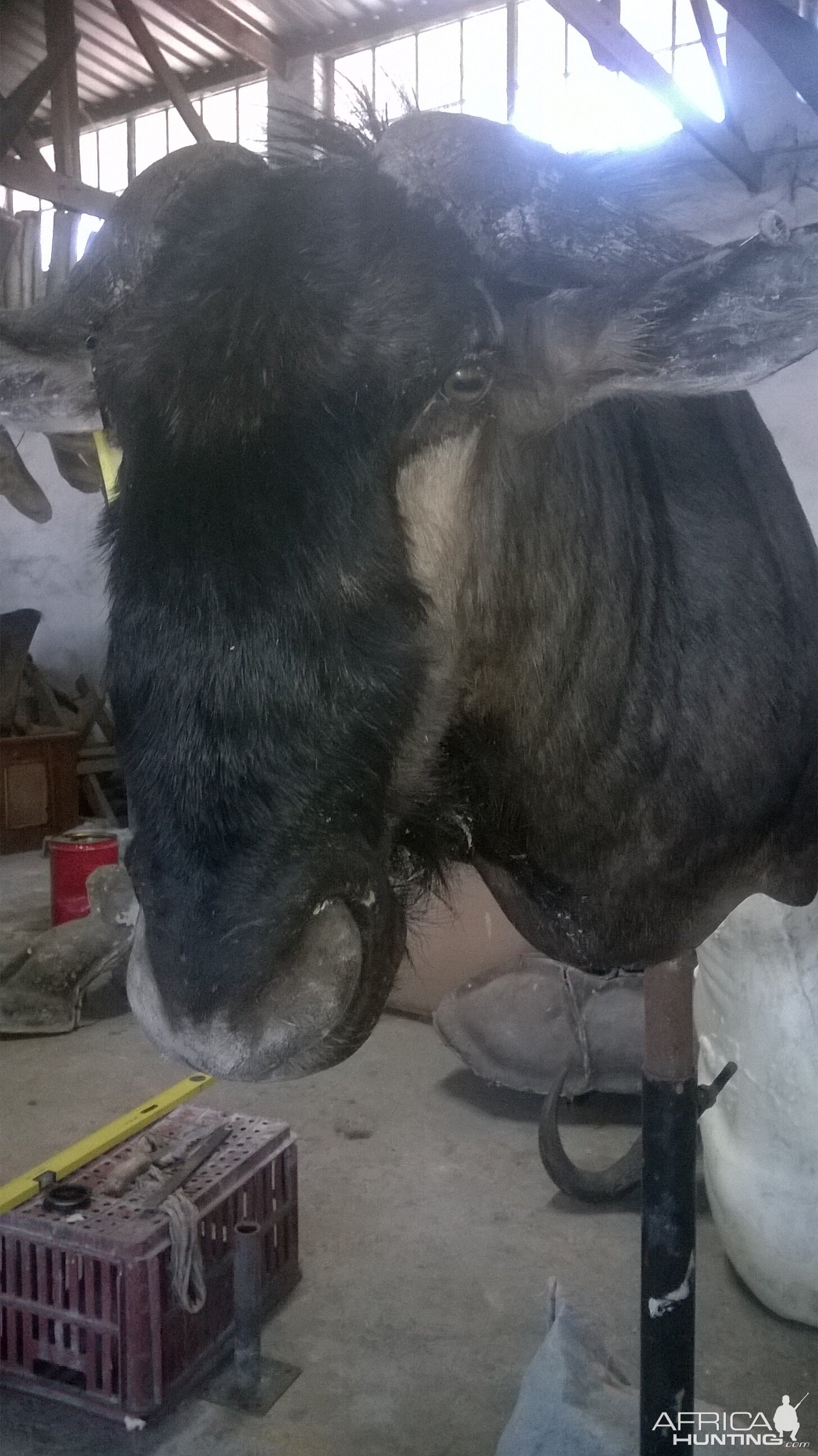 Blue Wildebeest Shoulder Mount Taxidermy Process