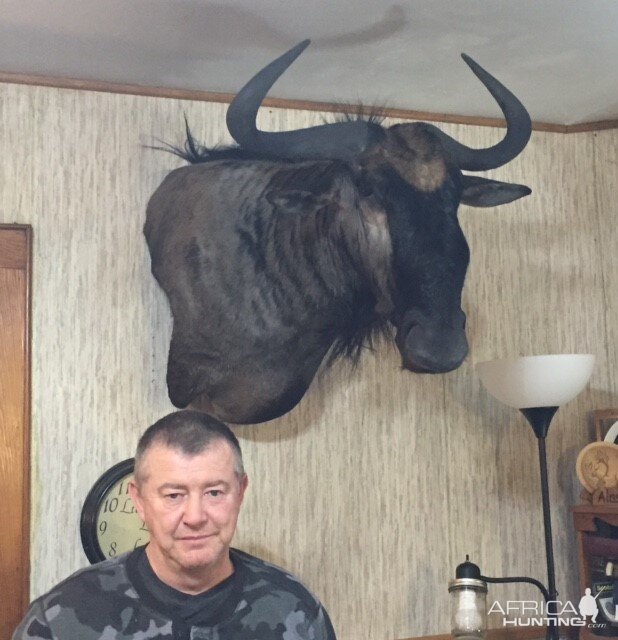 Blue Wildebeest Shoulder Mount Taxidermy