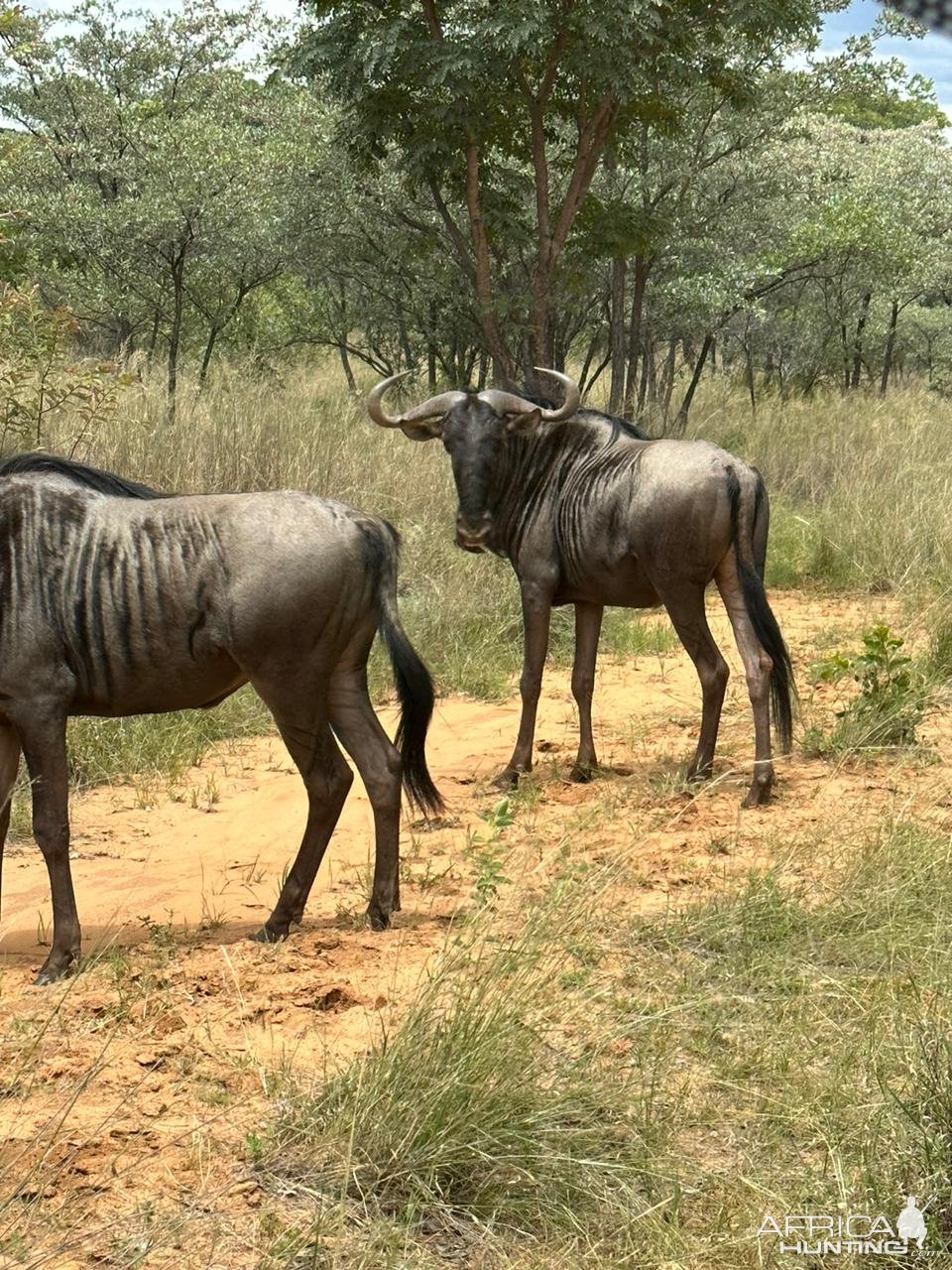 Blue Wildebeest South Africa