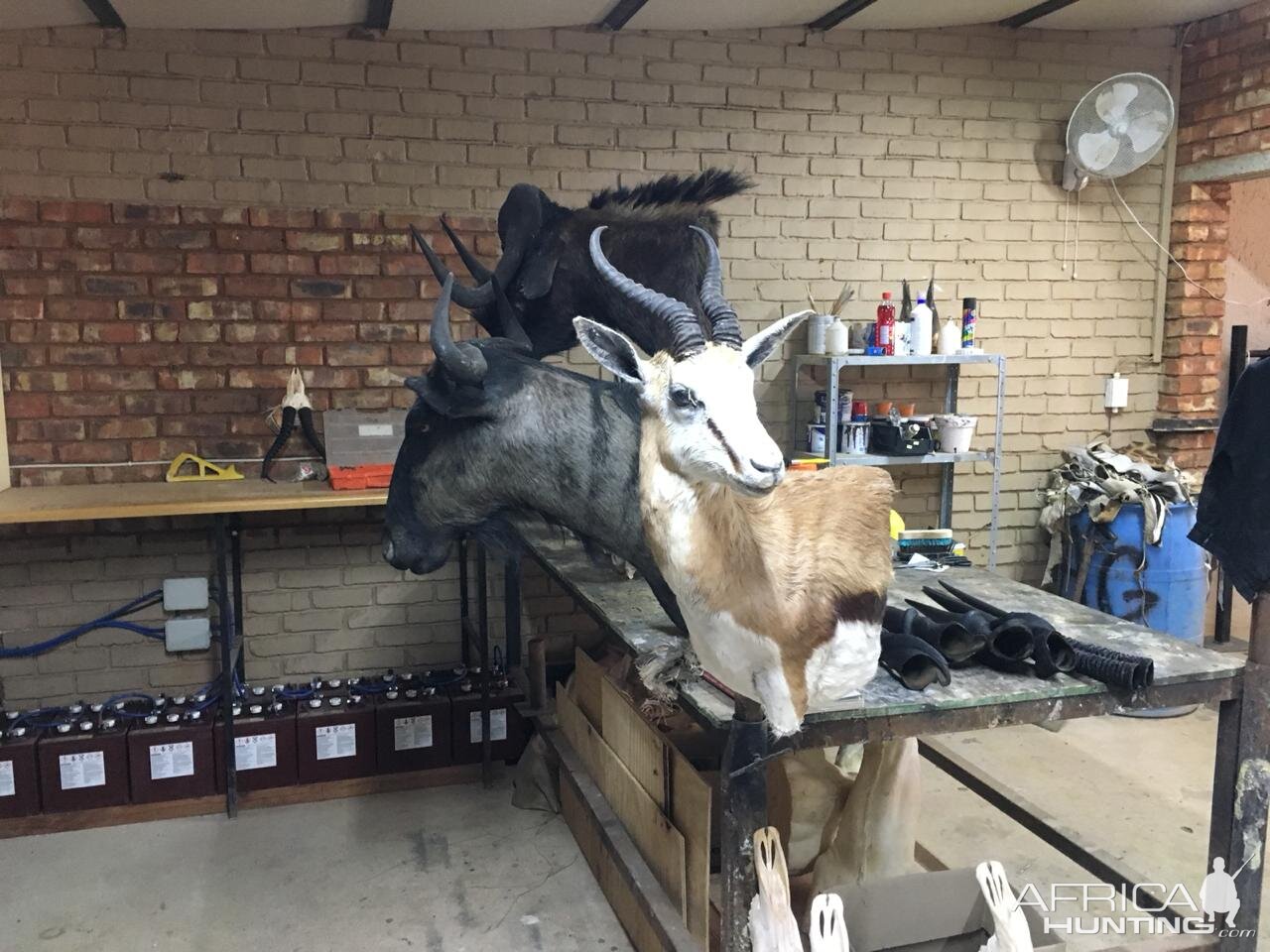 Blue Wildebeest & Springbok Shoulder Mount Taxidermy