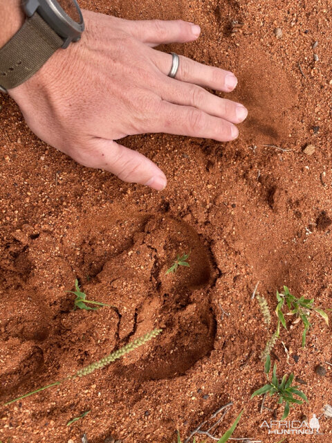 Blue Wildebeest Track South Africa