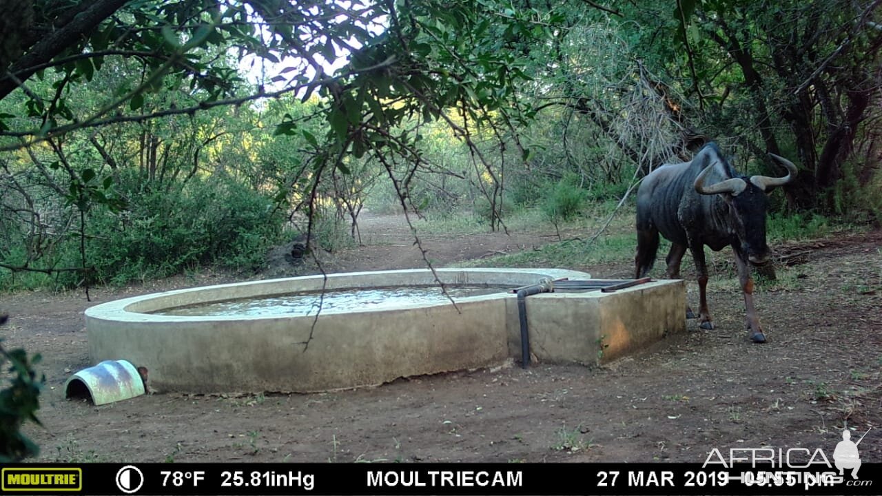 Blue Wildebeest Trail Cam Pictures South Africa