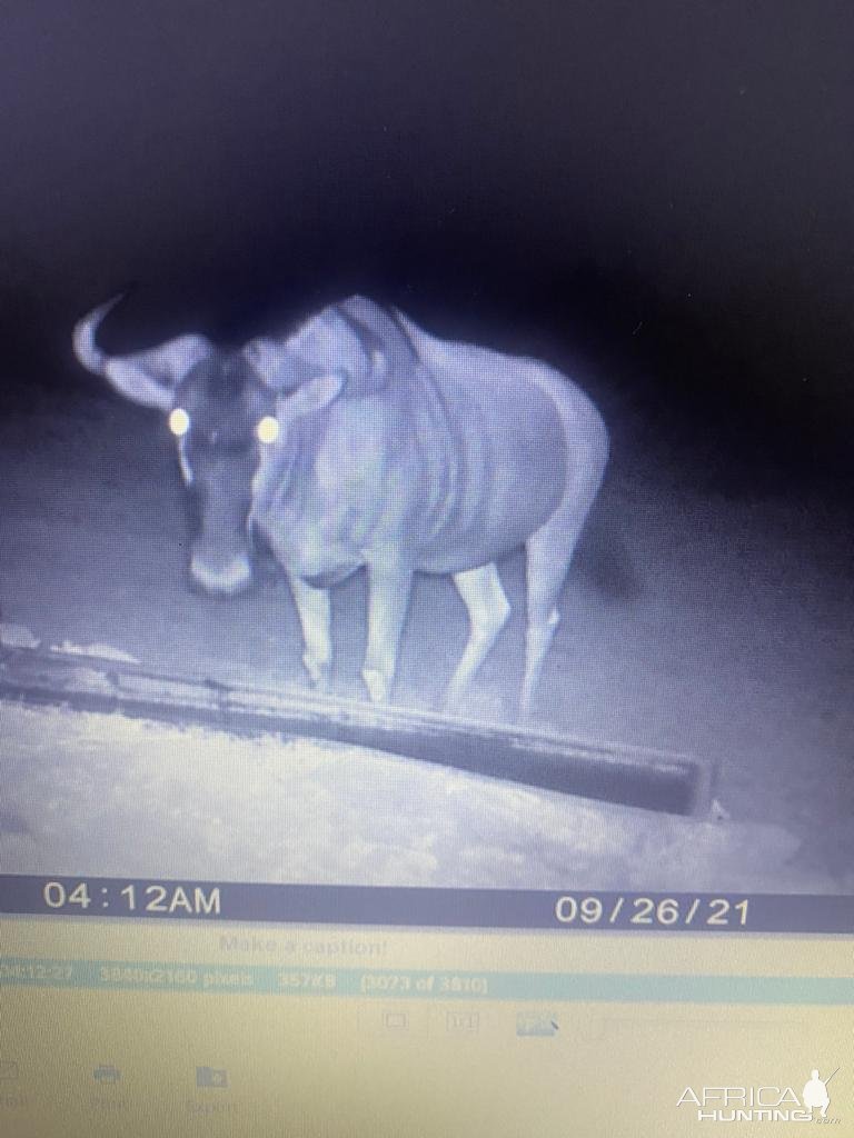 Blue Wildebeest Trail Camera South Africa