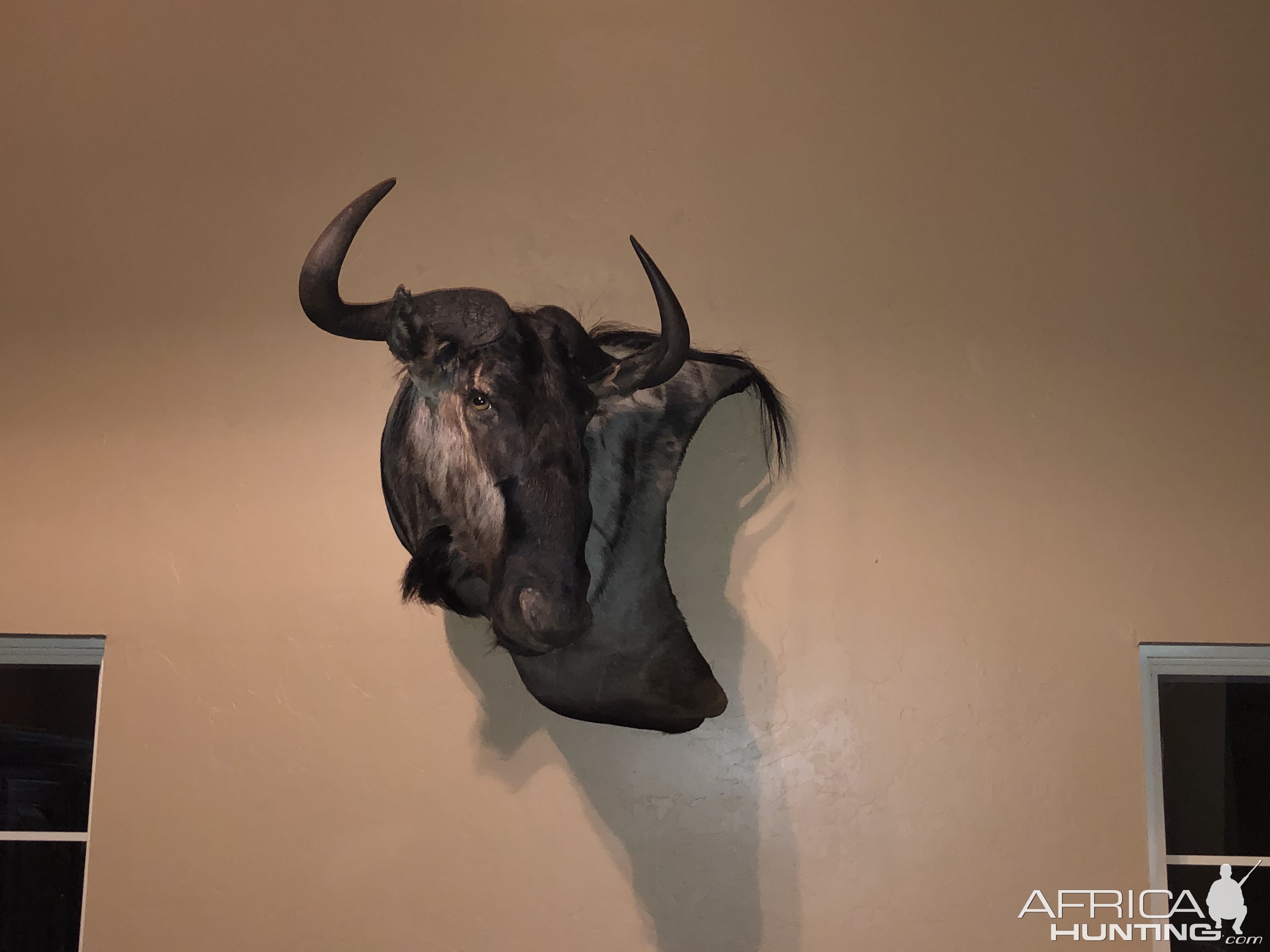 Blue Wildebeest Wall Mount Taxidermy