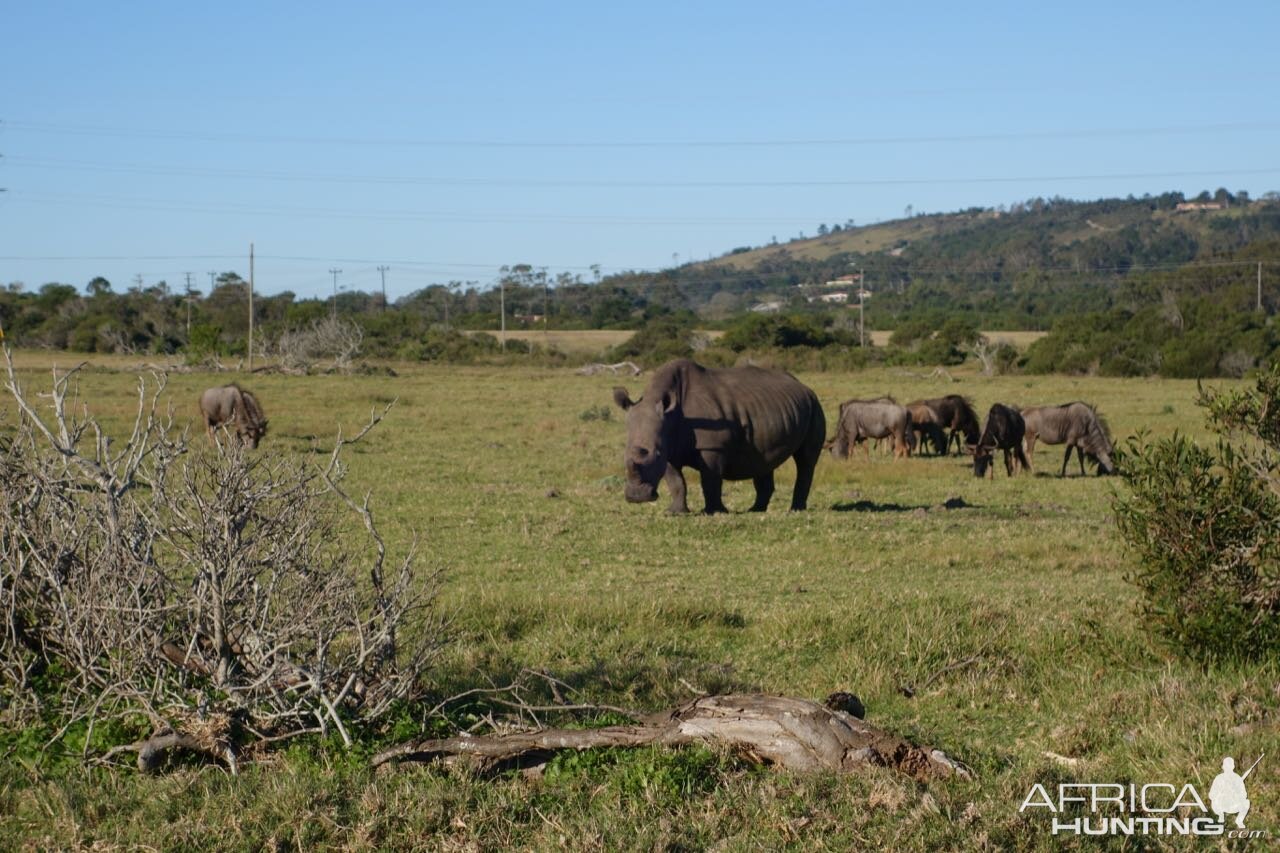 Blue Wildebeest & White Rhino Port Elizabeth South Africa