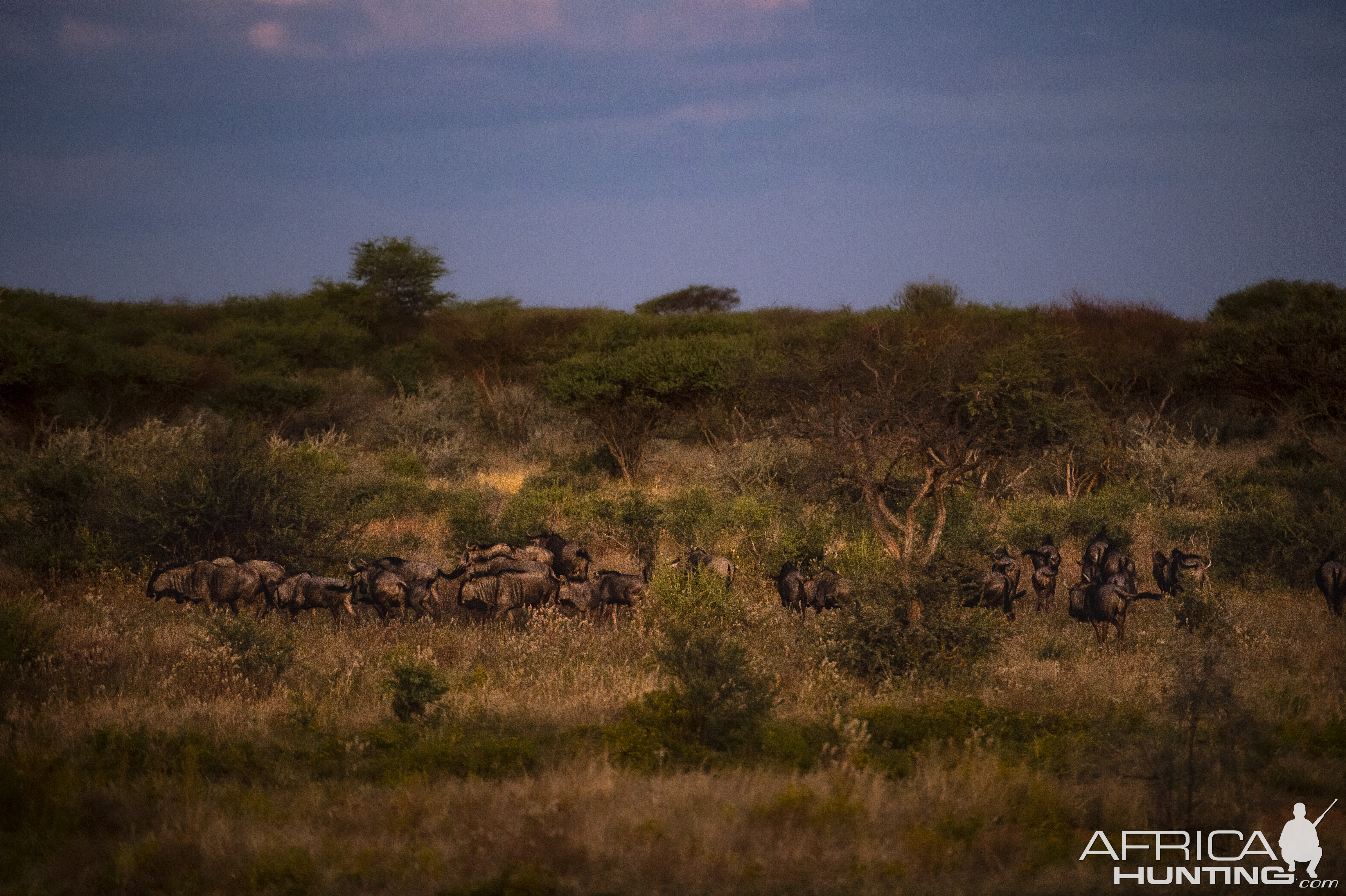 Blue Wildebeest Wildlife Namibia