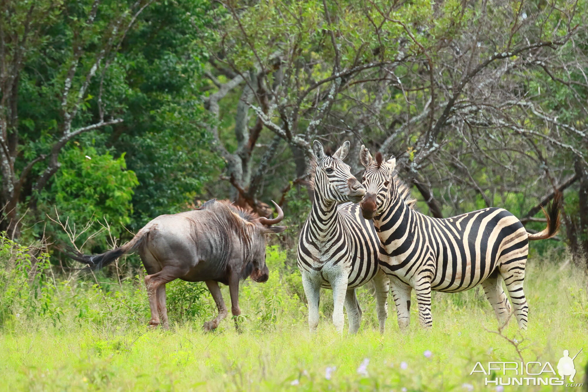 Blue Wildebeest & Zebra Limpopo South Africa