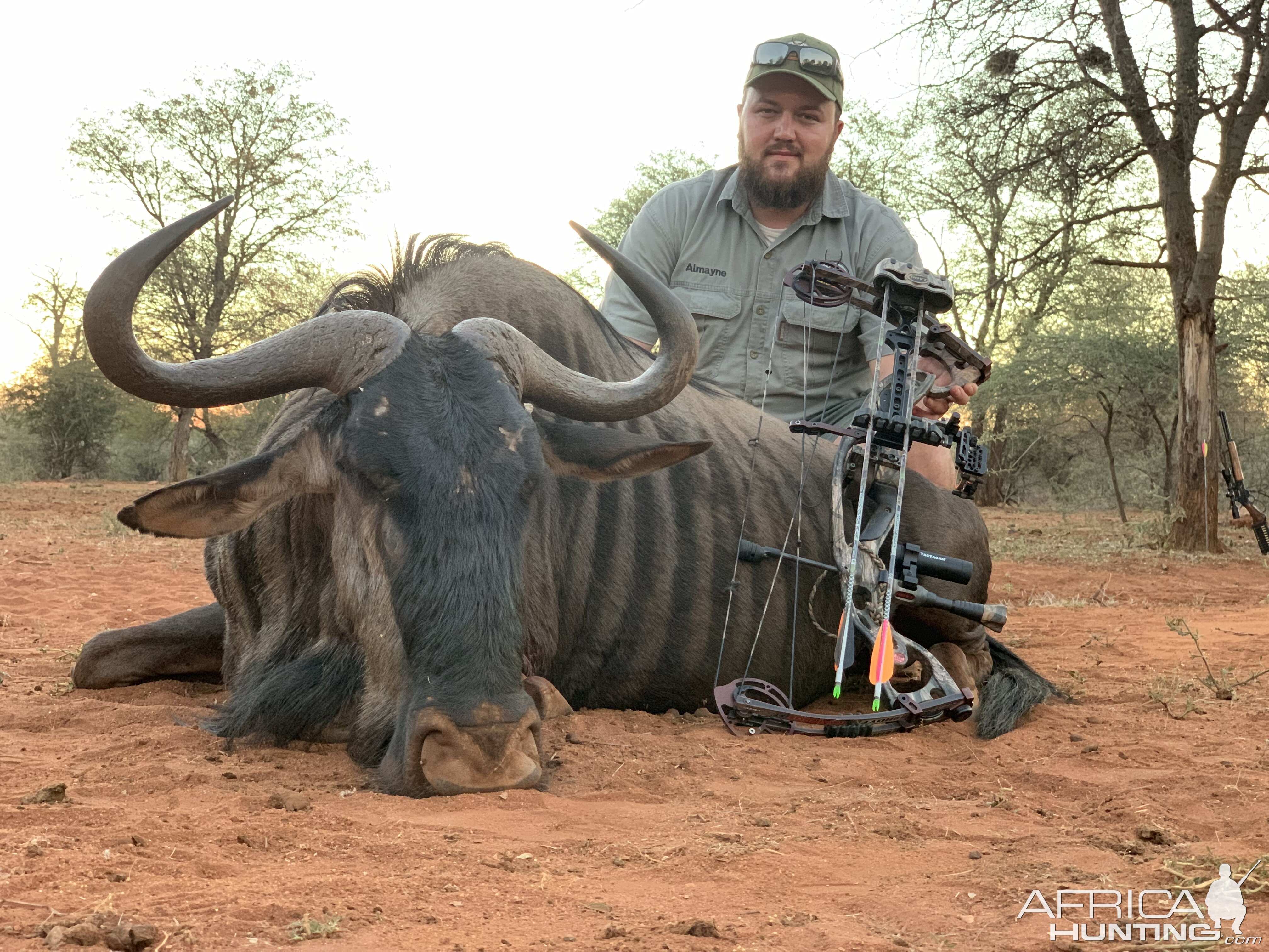 Blue WIldebeest