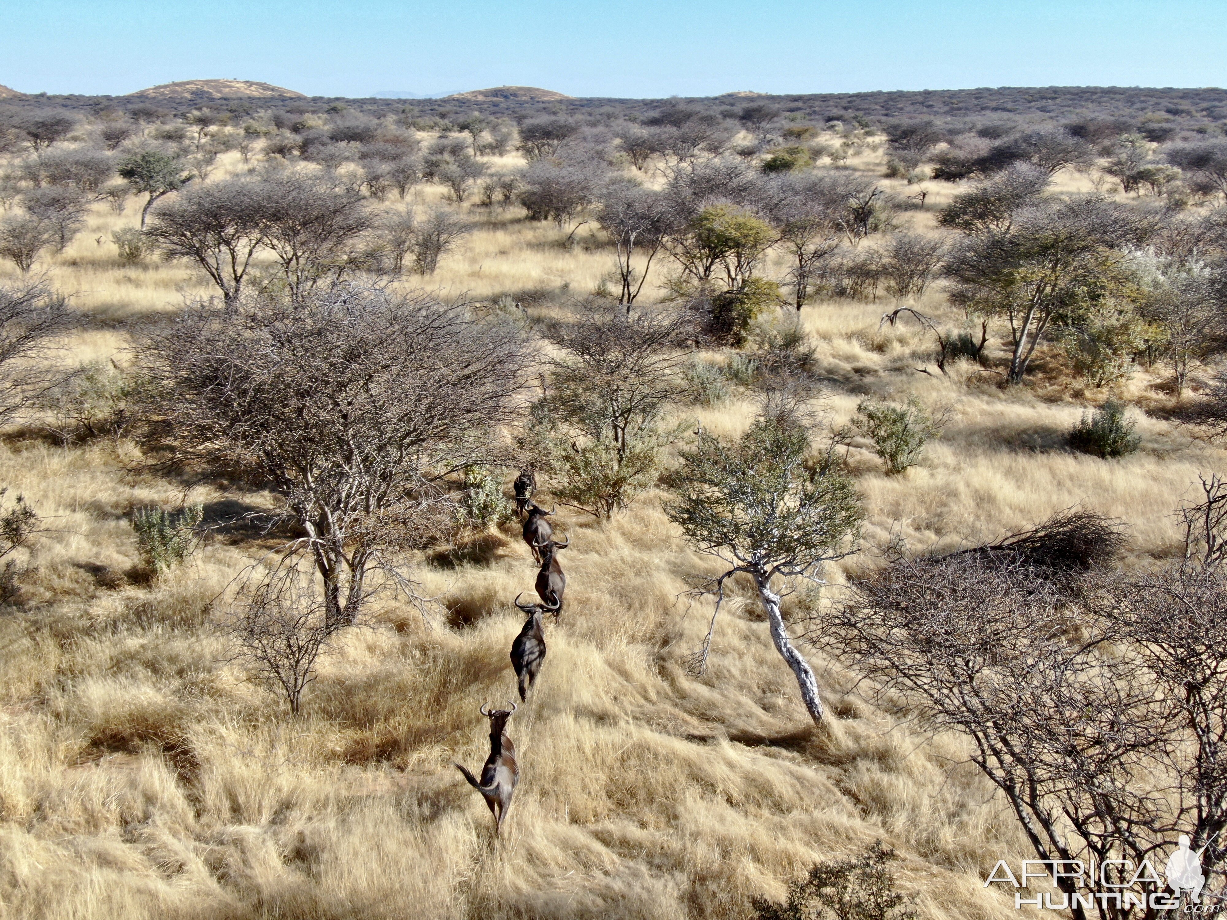 Blue wildebeest