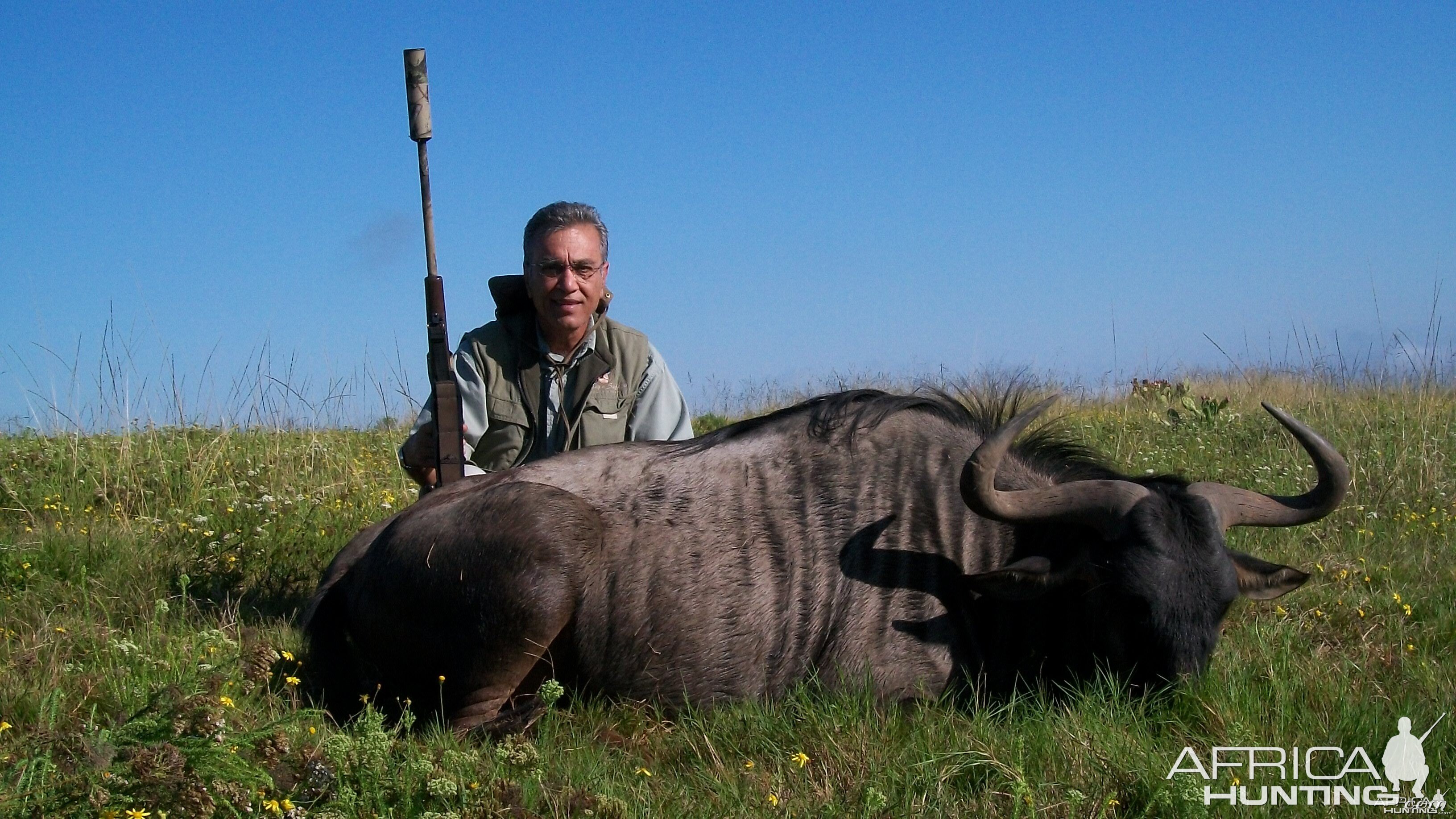 Blue Wildebeest