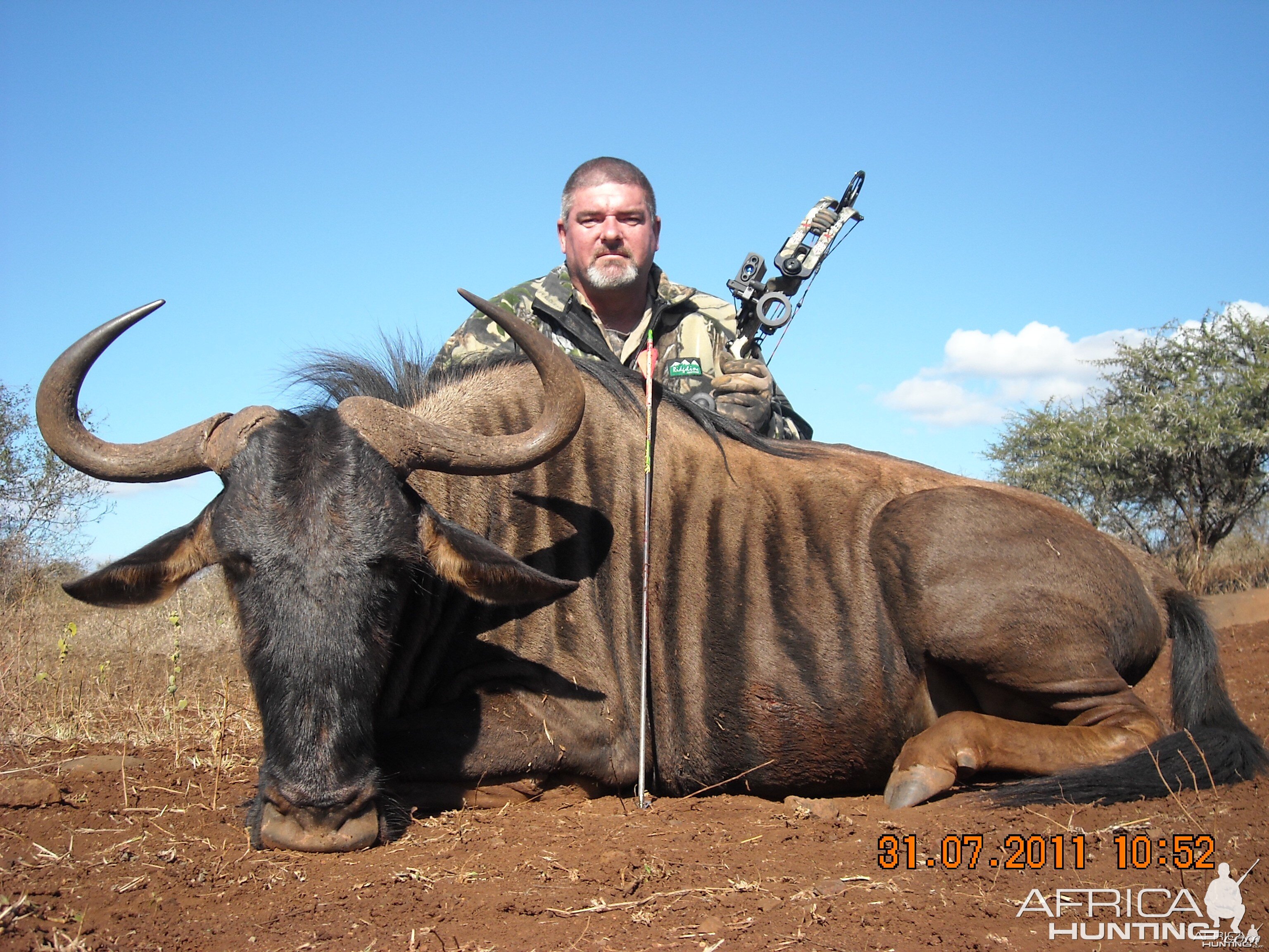 Blue Wildebeest