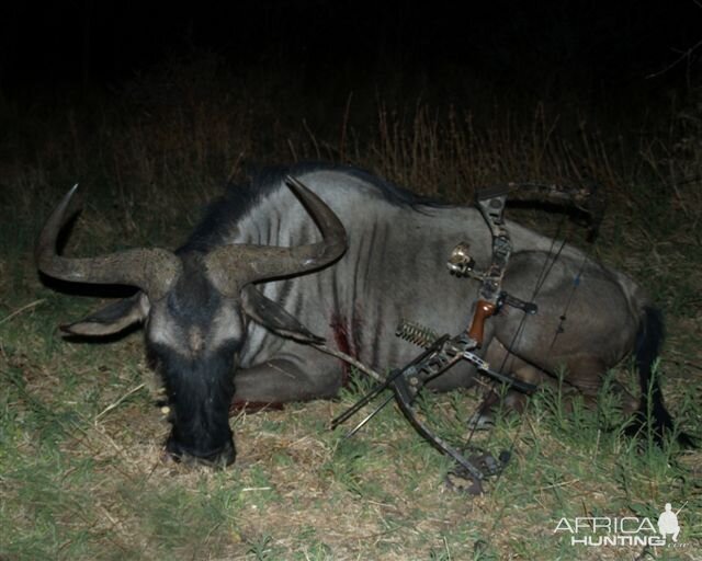 Blue Wildebeest