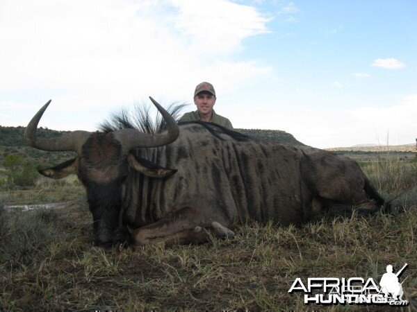 Blue Wildebeest