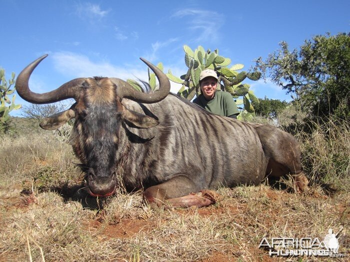 Blue Wildebeest