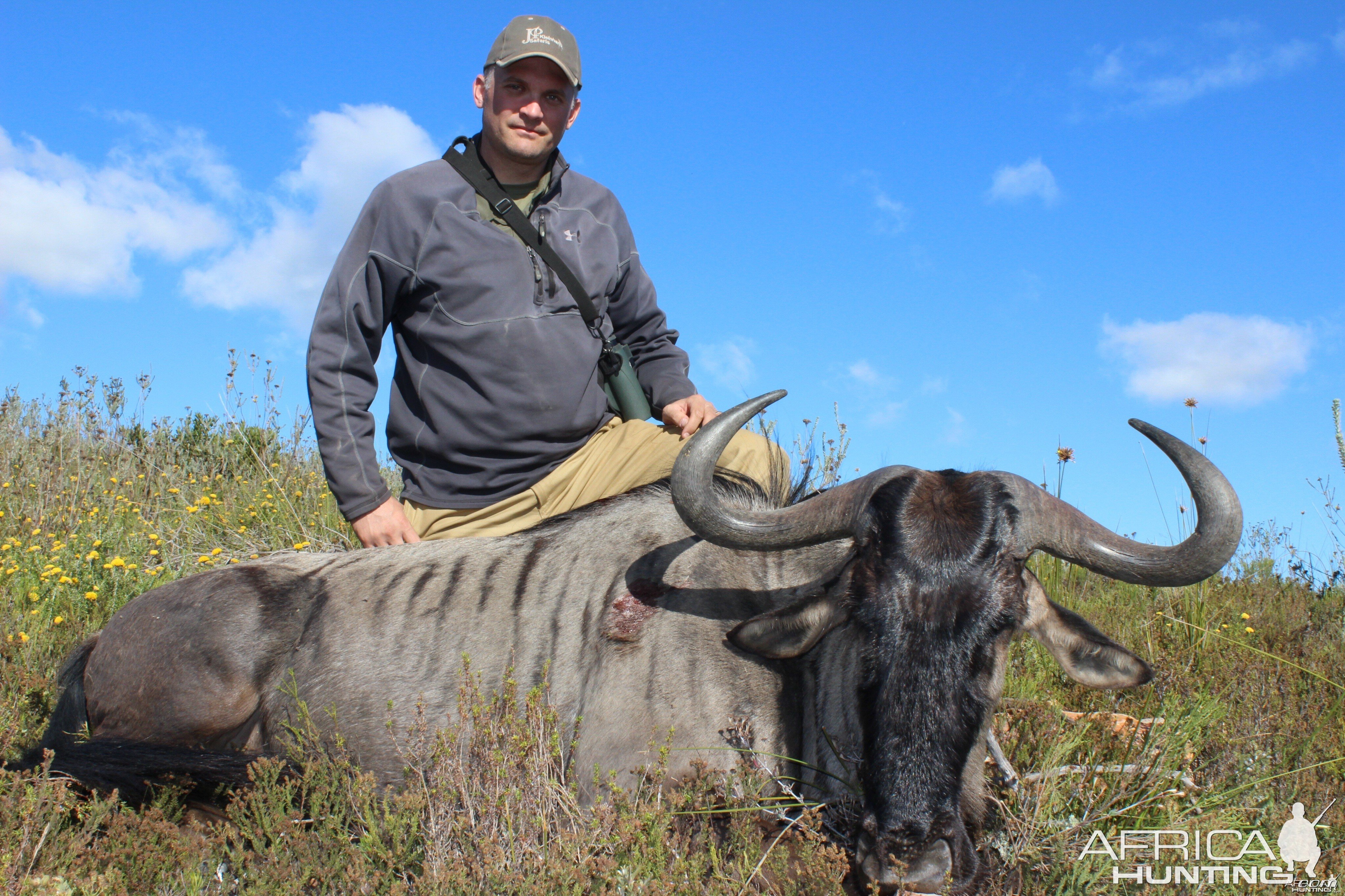 Blue wildebeest