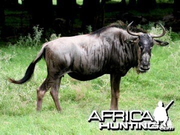 Blue Wildebeest