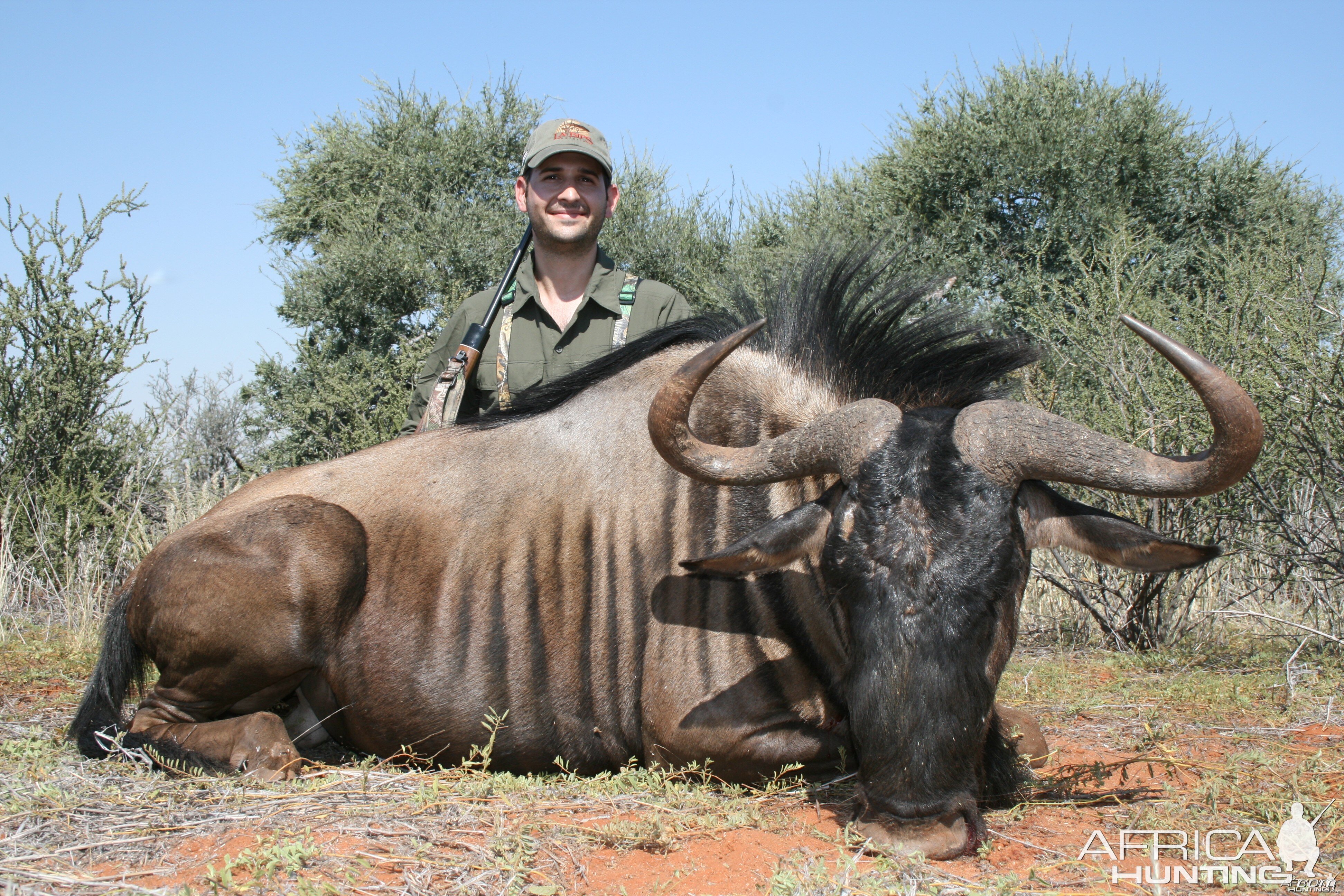 Blue Wildebeest