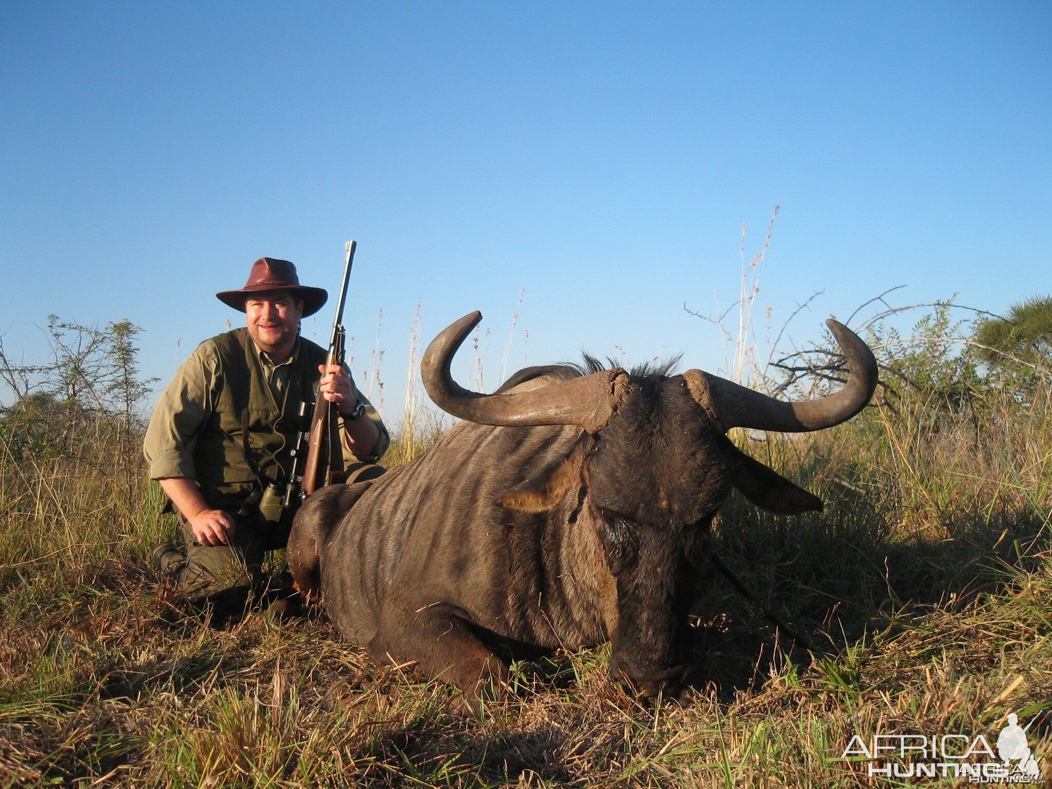 Blue Wildebeest