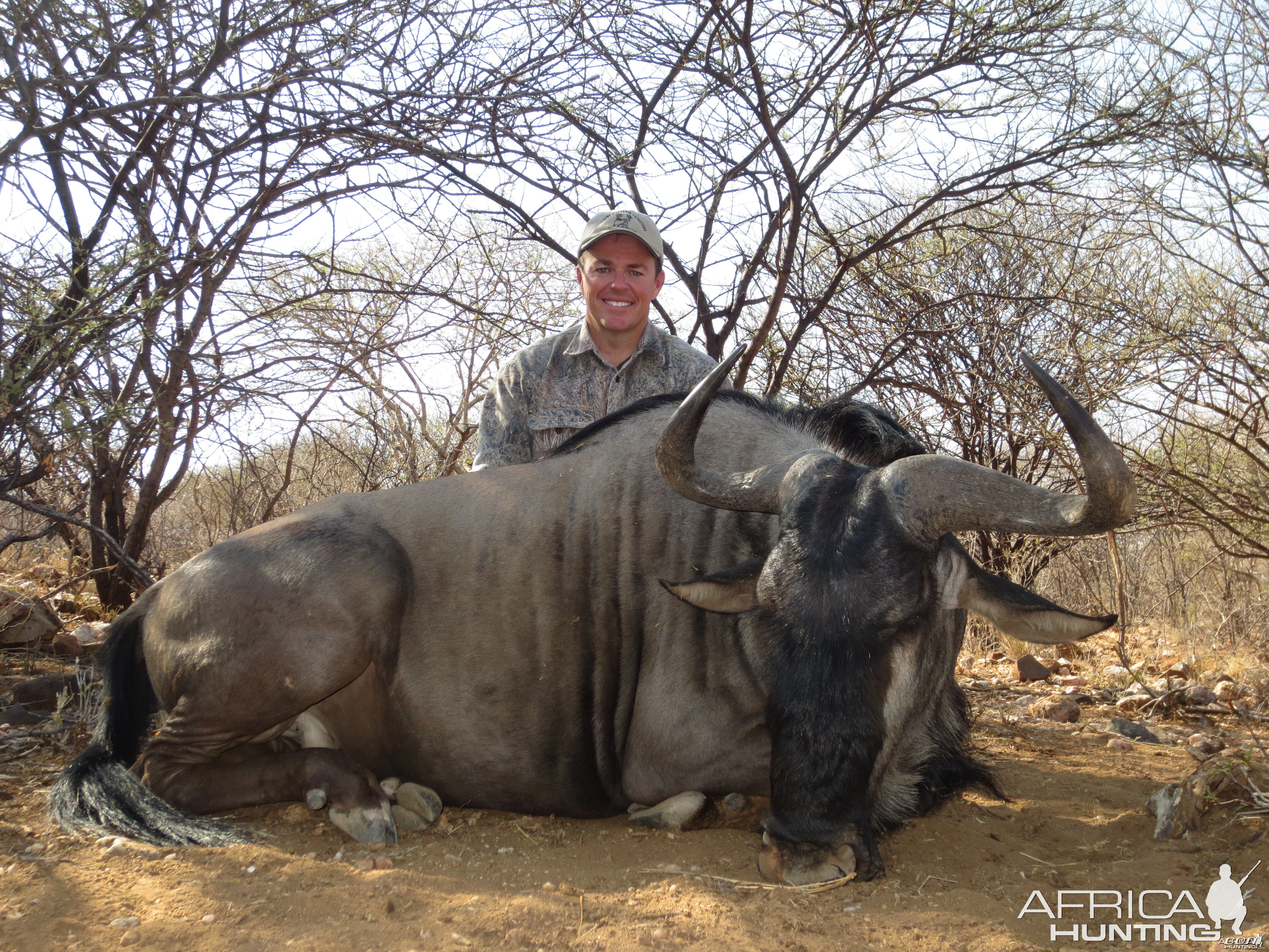 Blue Wildebeest