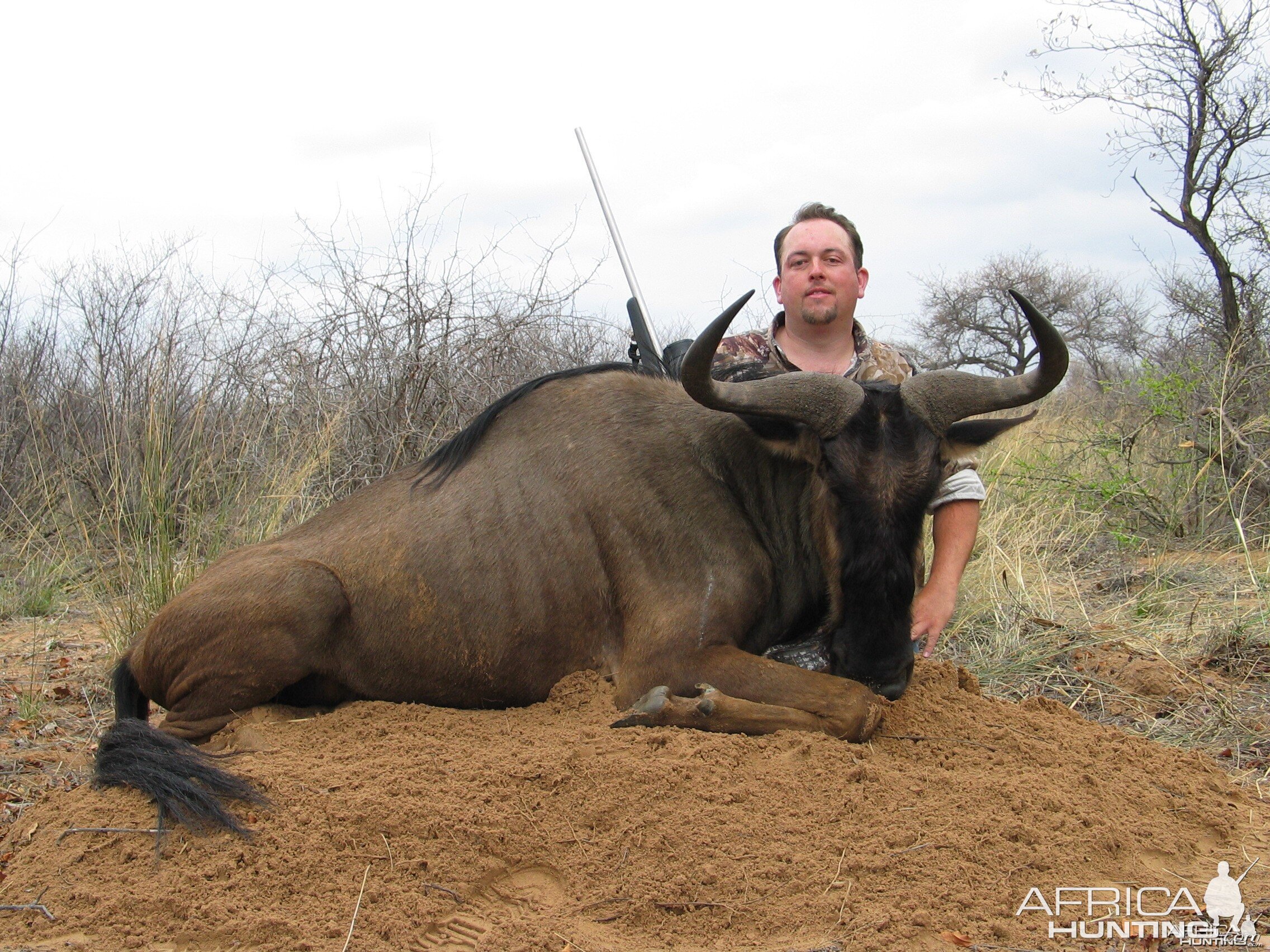 Blue Wildebeest