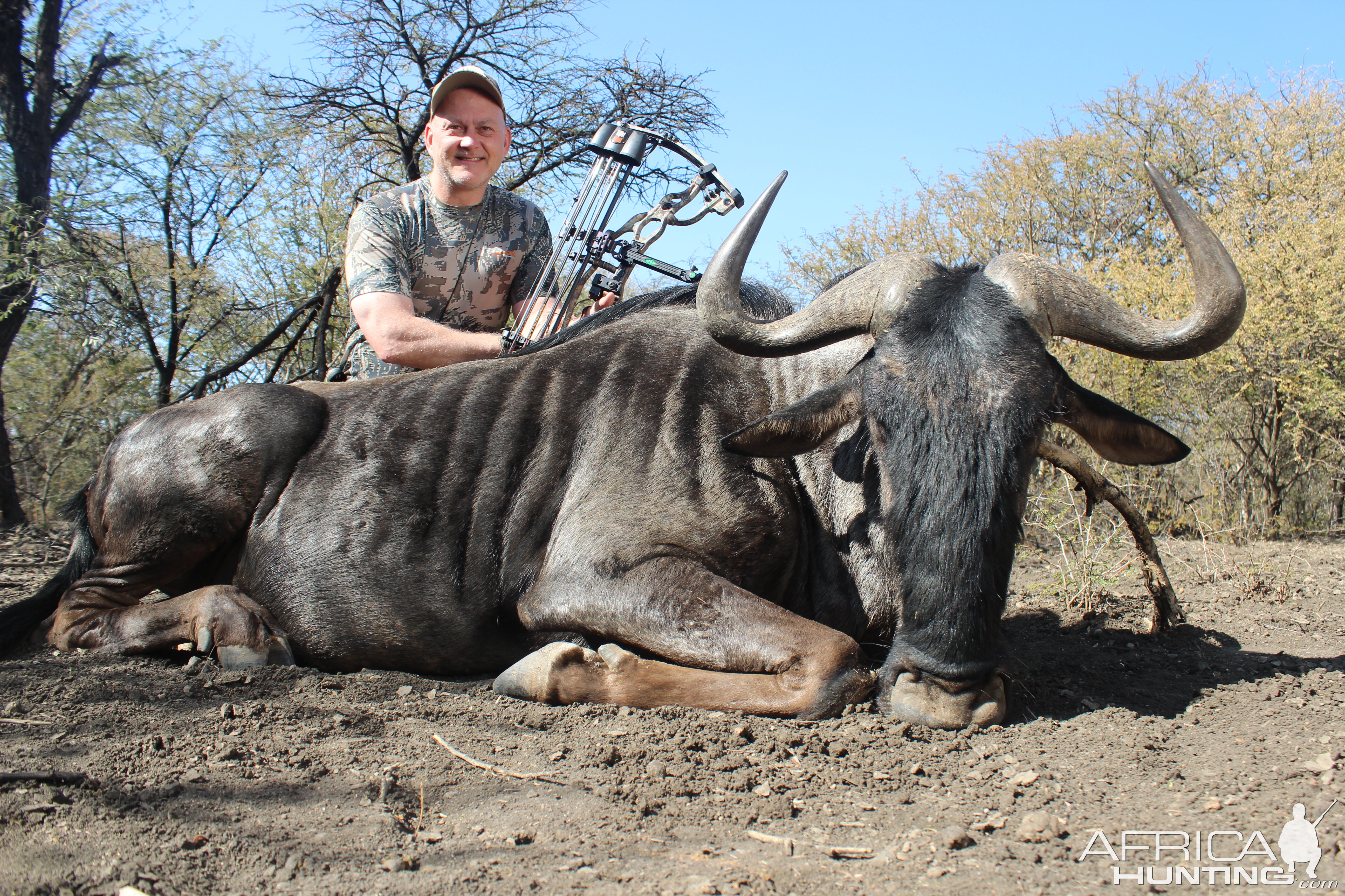 Blue Wildebeest