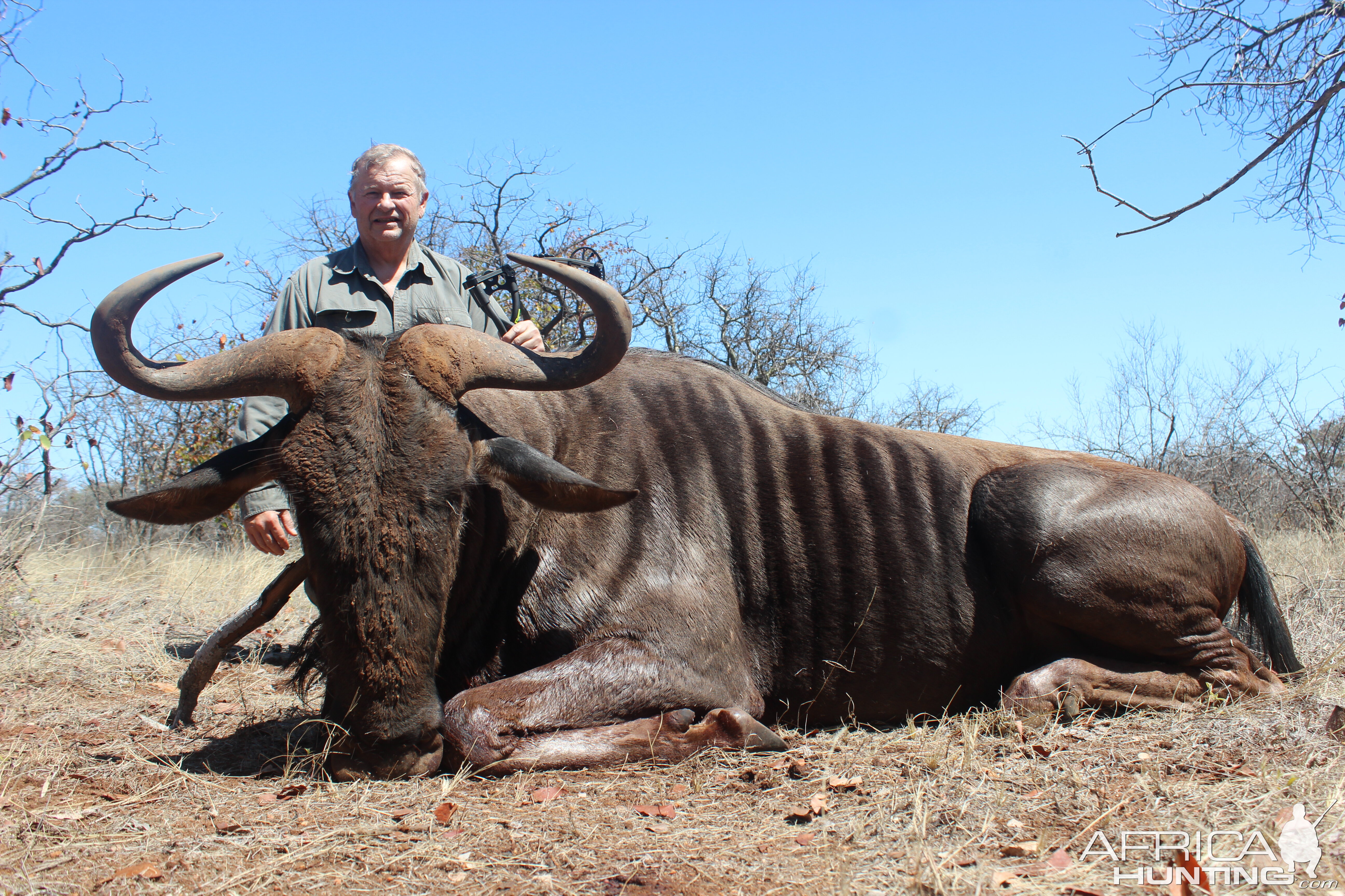 Blue Wildebeest