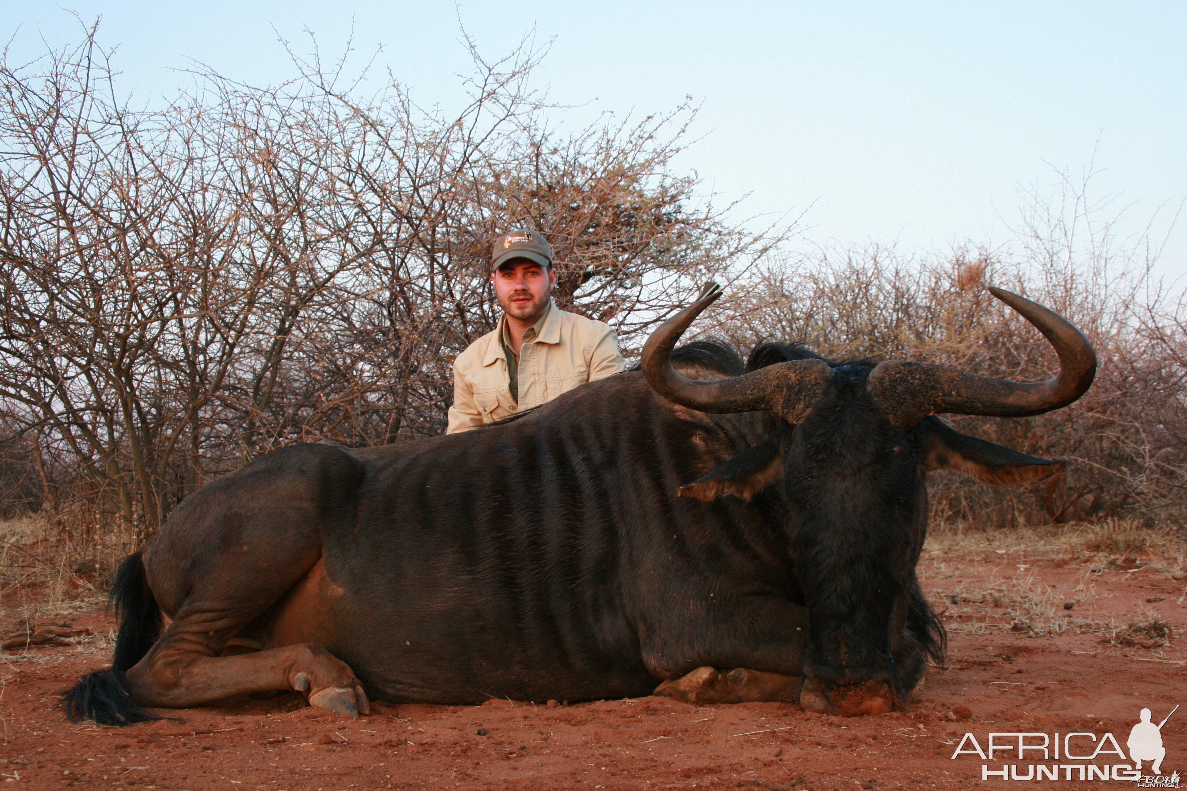 Blue Wildebeest