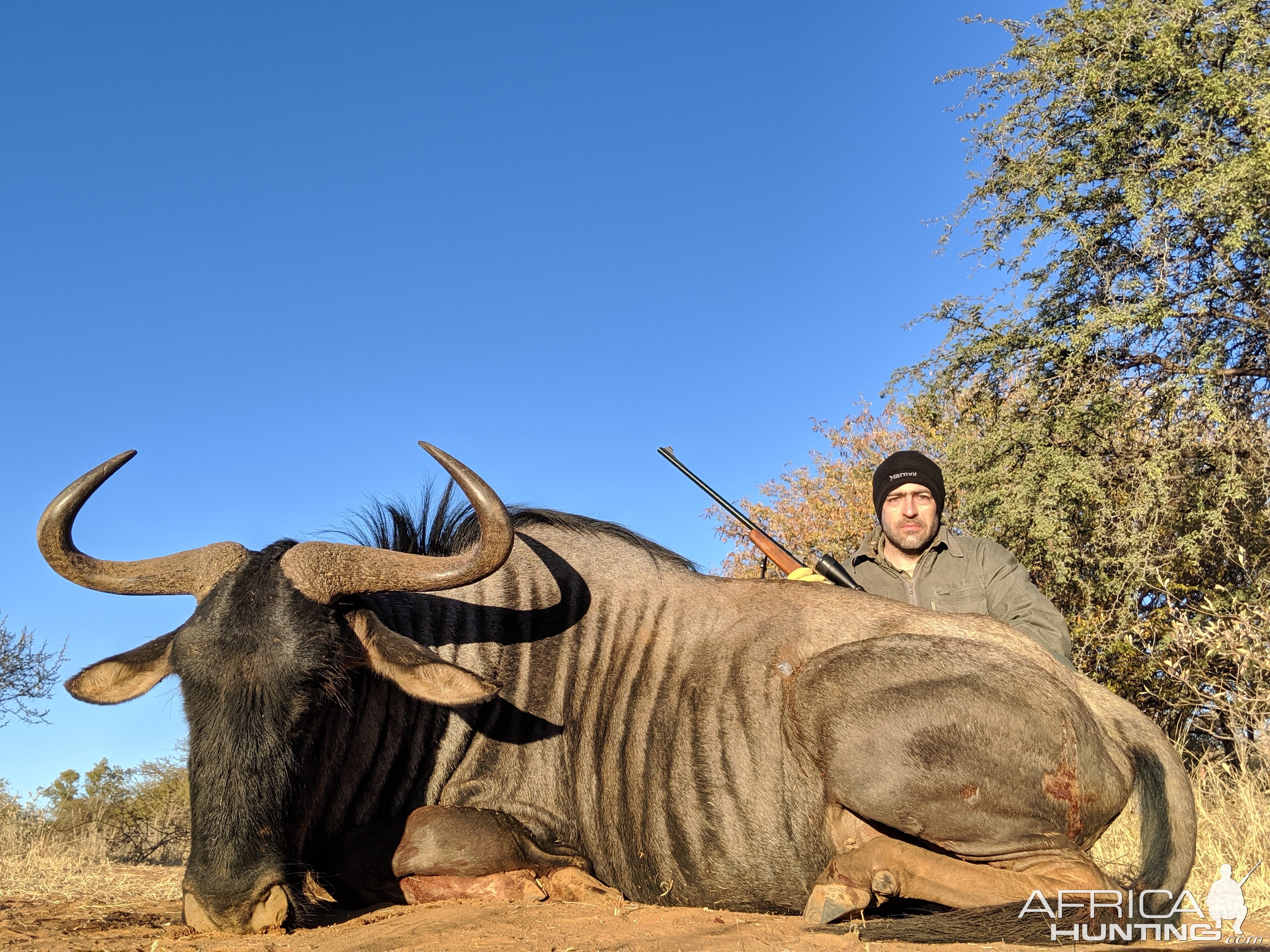 Blue Wildebeest