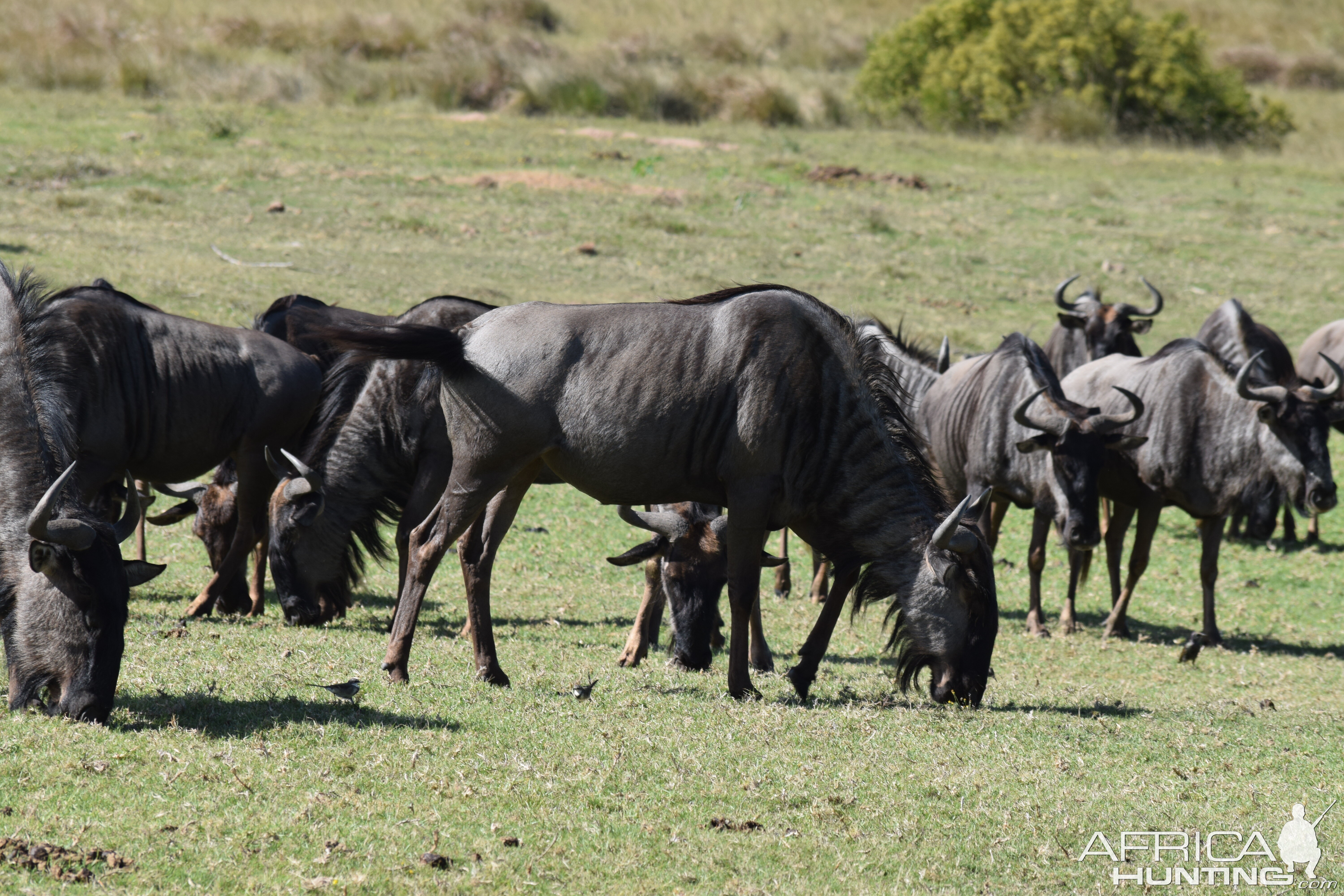 Blue wildebeests