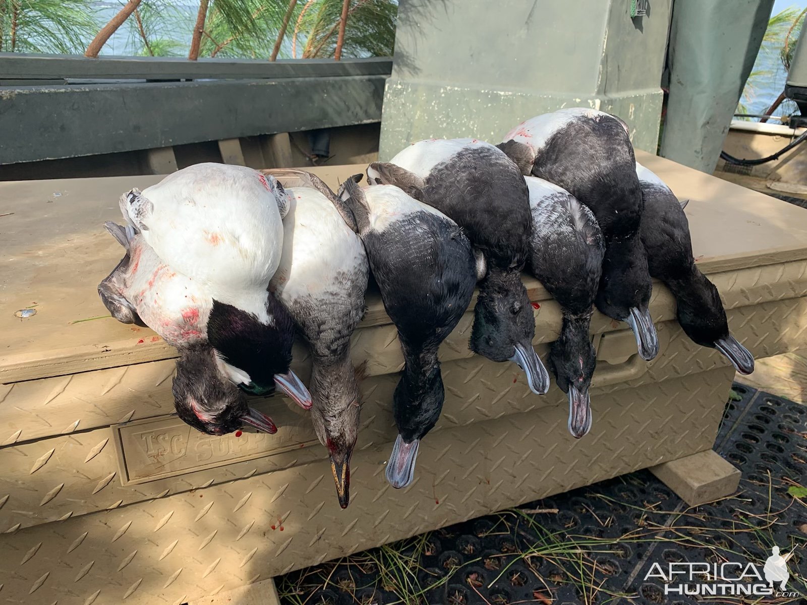 Bluebills, Buffleheads & Merganser Hunt