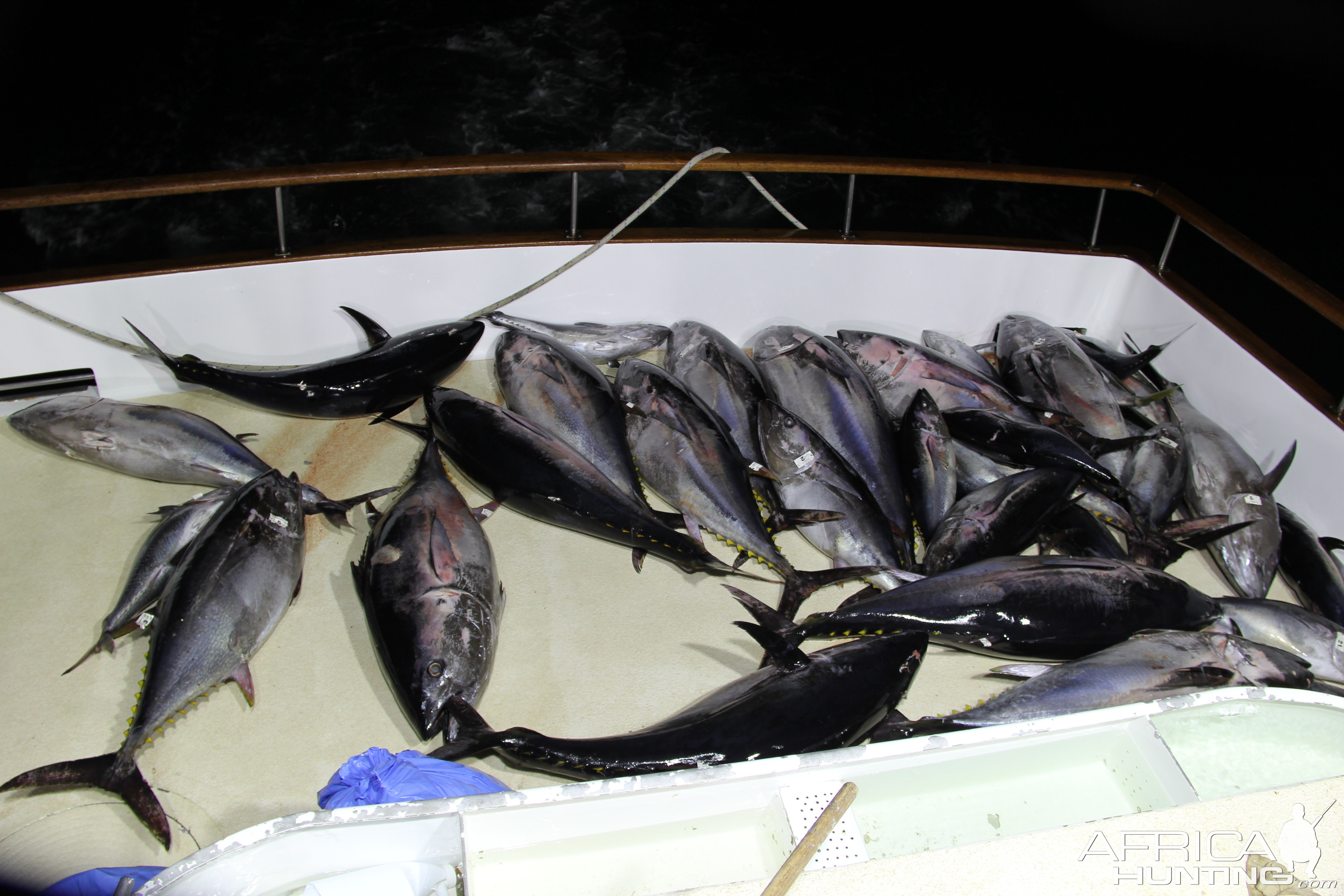 Bluefin Tuna Fishing San Diego