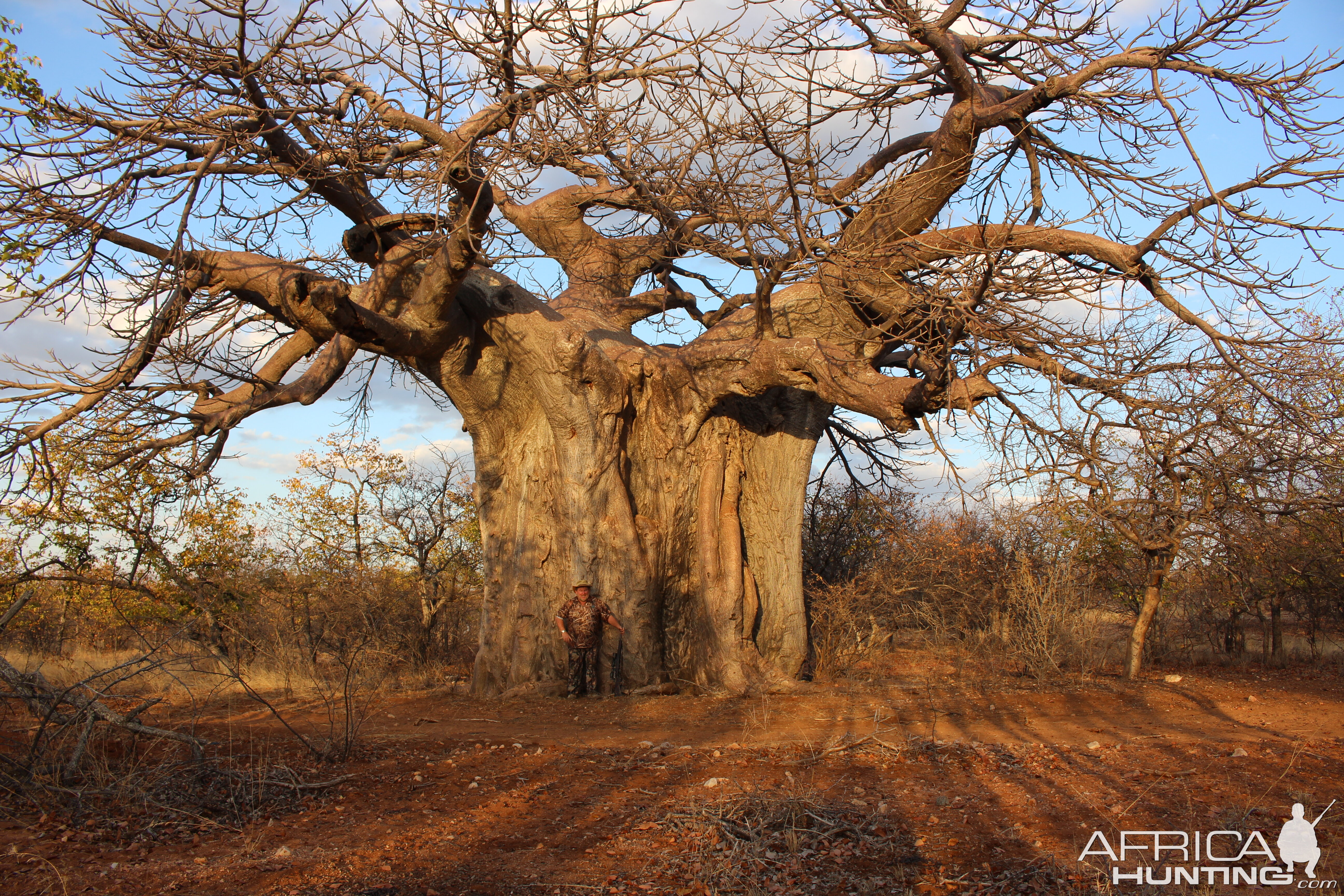 Boabab Tree South Africa