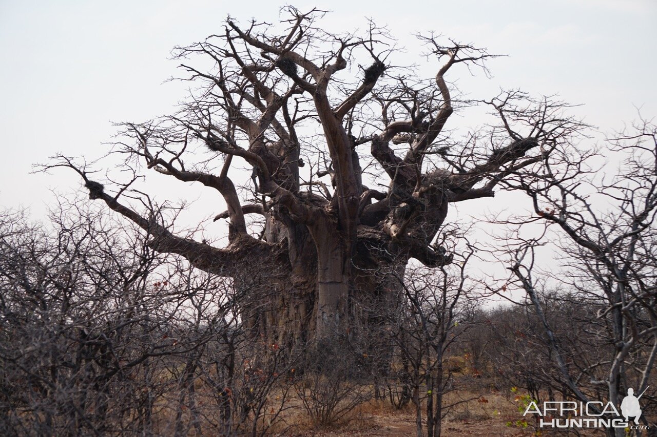 Boabab Tree