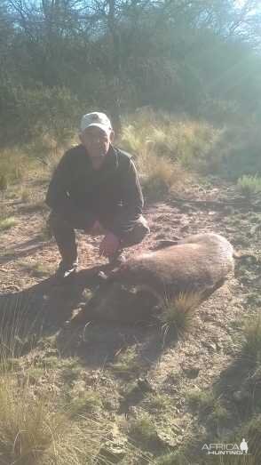 Boar Hunt Argentina