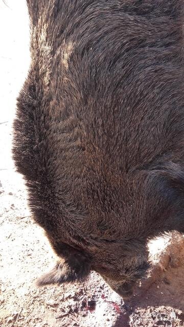 Boar Hunt Argentina