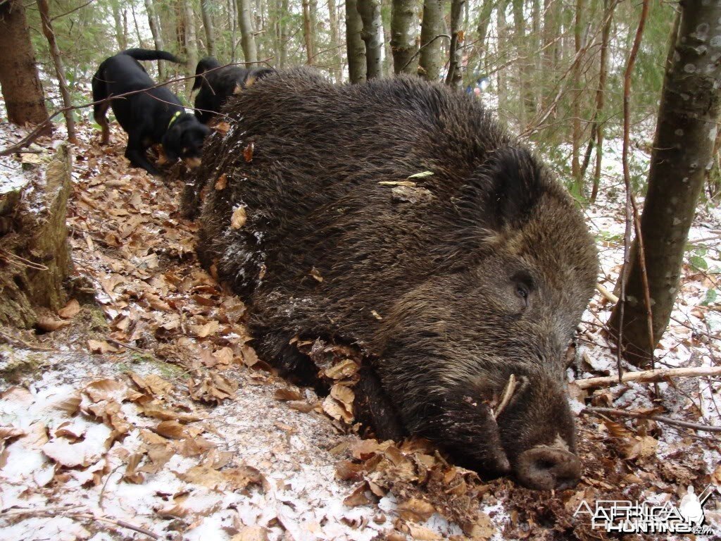 Boar Hunt in Romania