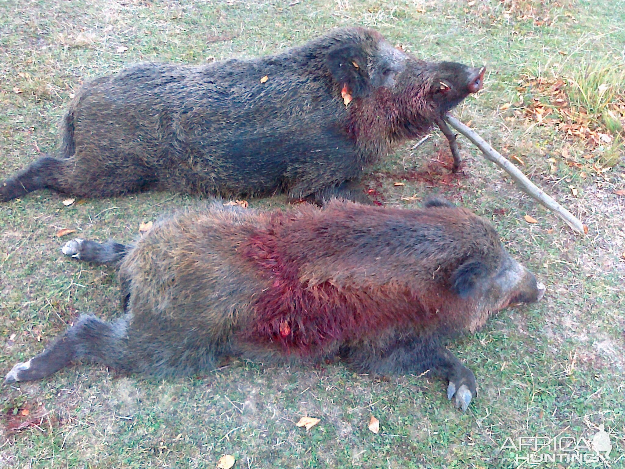 Boar Hunt Romania