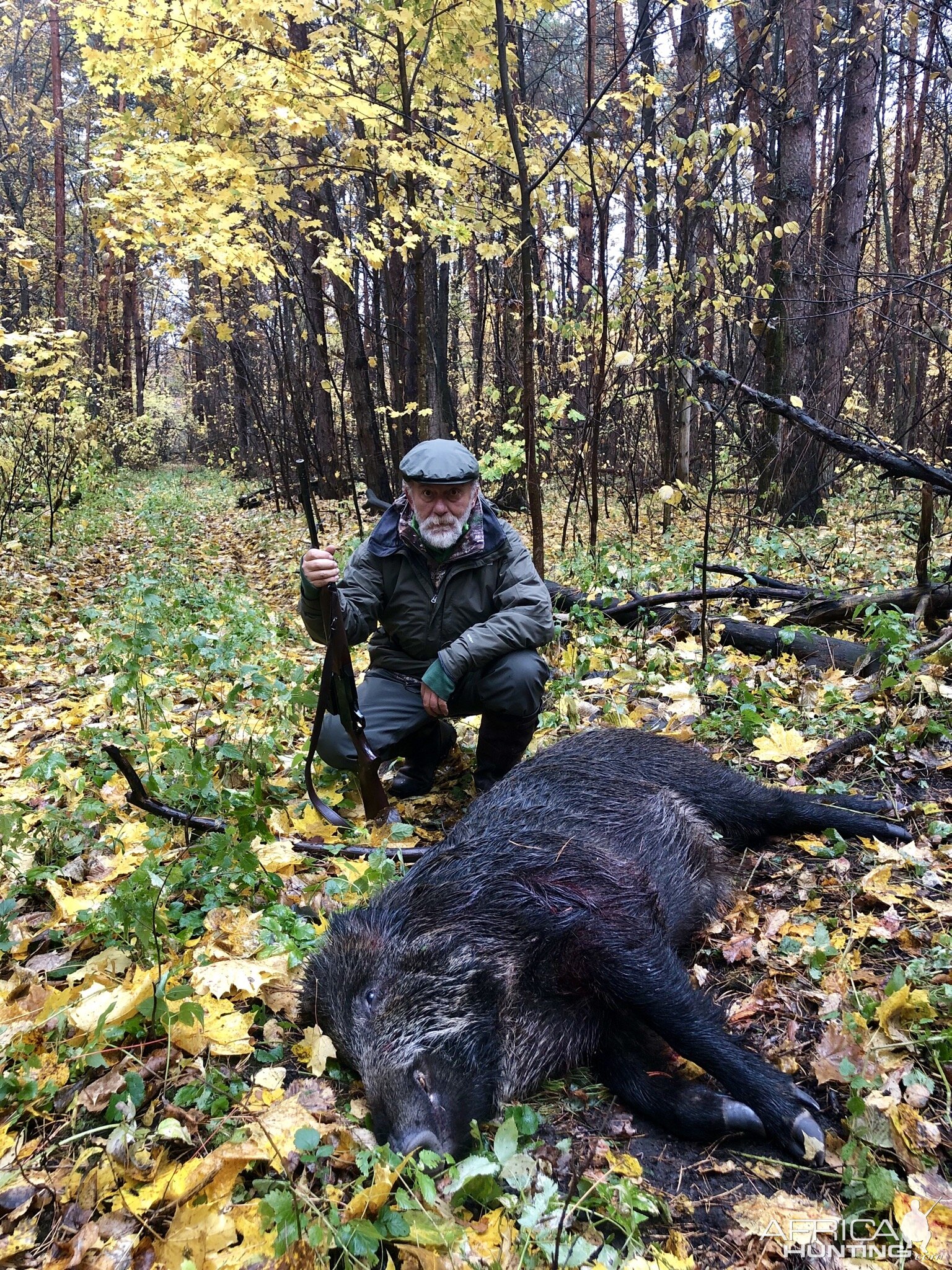 Boar Hunt Russia